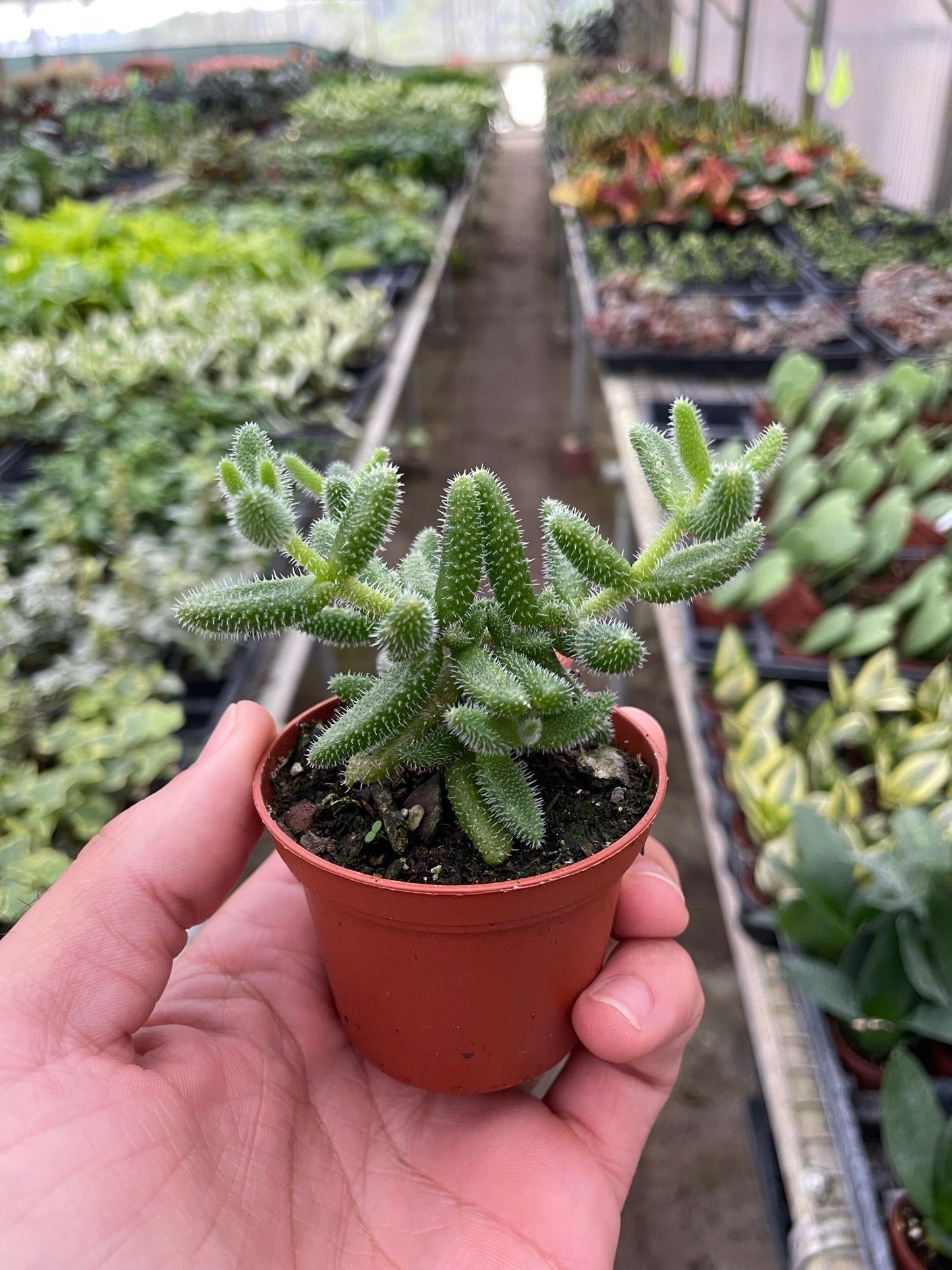 Delosperma echinatum 'Pickle Plant' | Cactus Clint