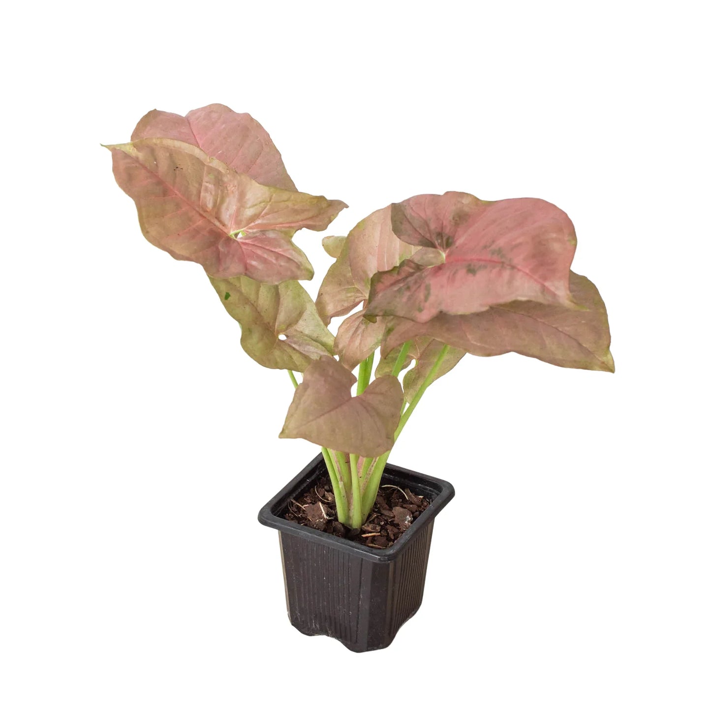 Syngonium Strawberry | Cactus Clint