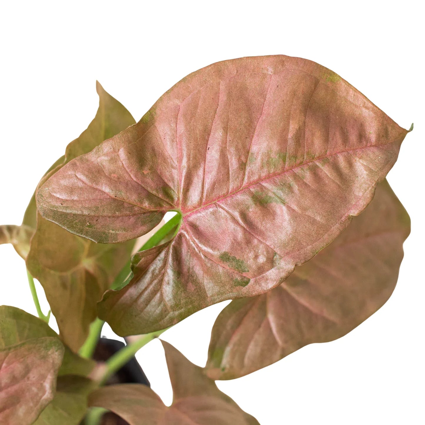 Syngonium Strawberry | Cactus Clint