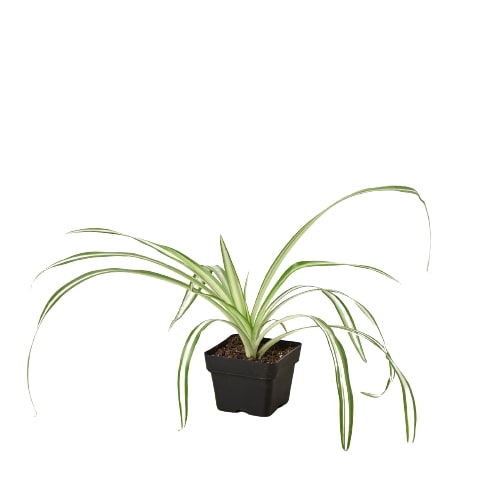 Spider Plant Reverse | Cactus Clint