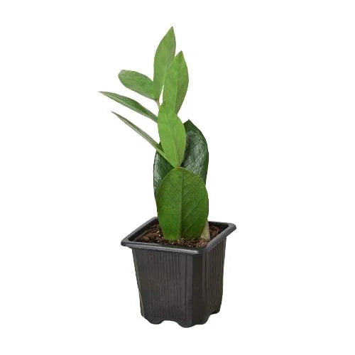 Zamioculcas Zamiifolia ZZ | Cactus Clint