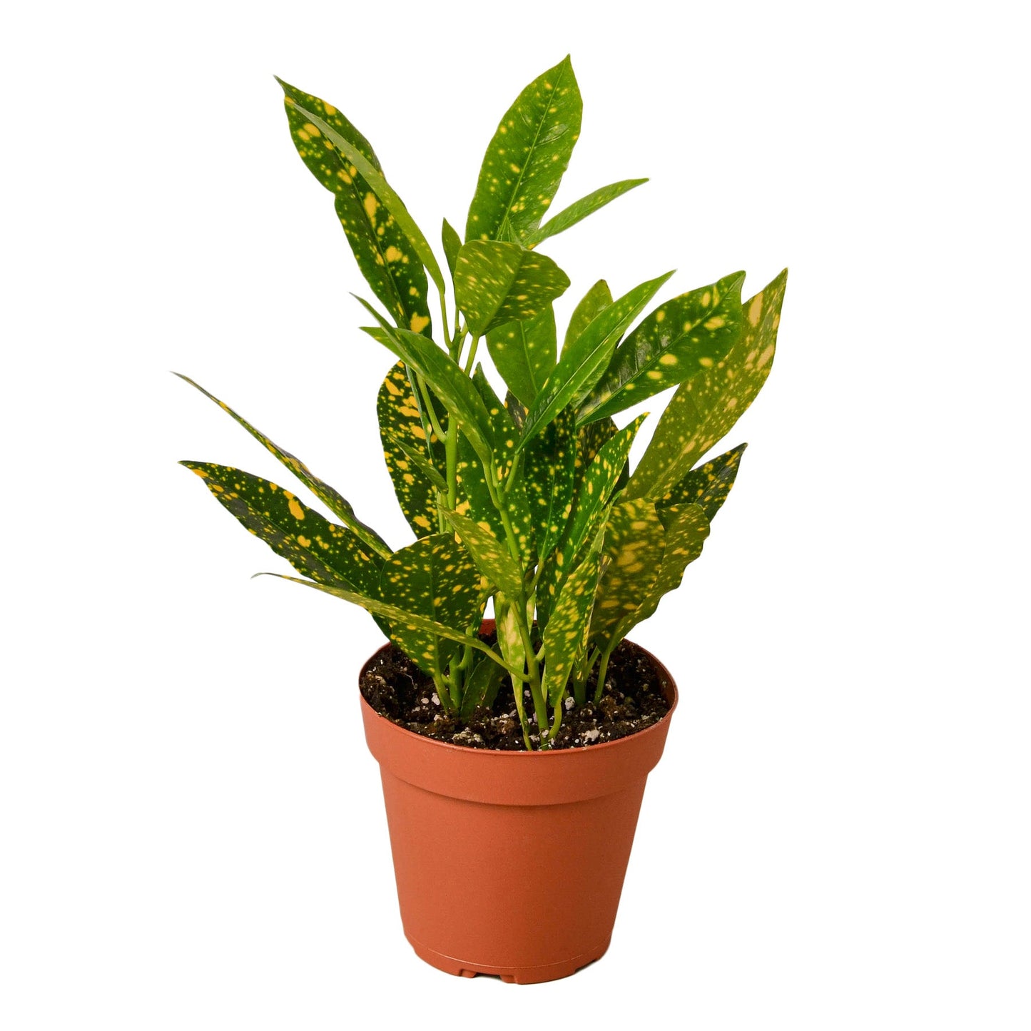 Croton 'Gold Dust' | Cactus Clint
