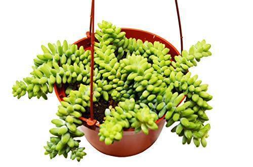 Sedum 'White Stone Crop' Succulent | Cactus Clint