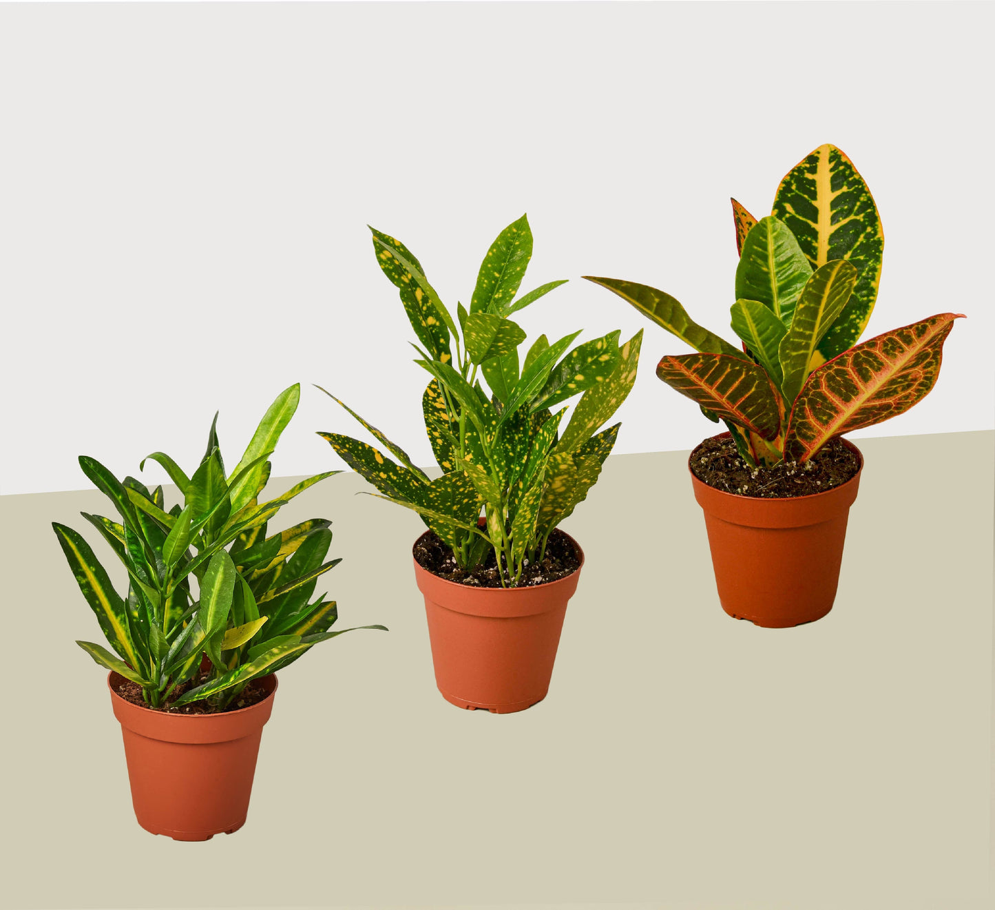 3 Croton Variety Pack / 4" Pot / Live Plant / House Plant | Cactus Clint