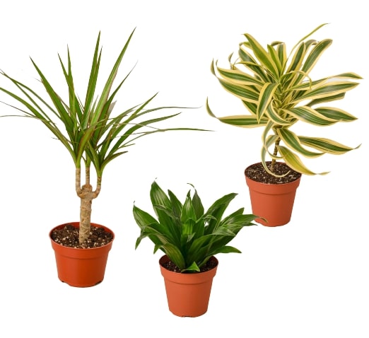 3 Different Dracaenas Variety Pack - 4" Pot | Cactus Clint