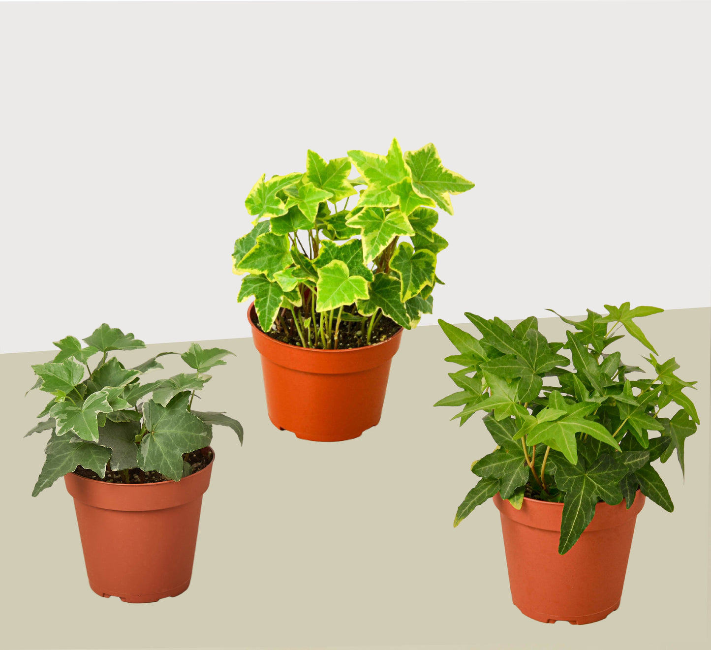 3 Different English Ivy Plants - 4" Pot - Live House Plant | Cactus Clint