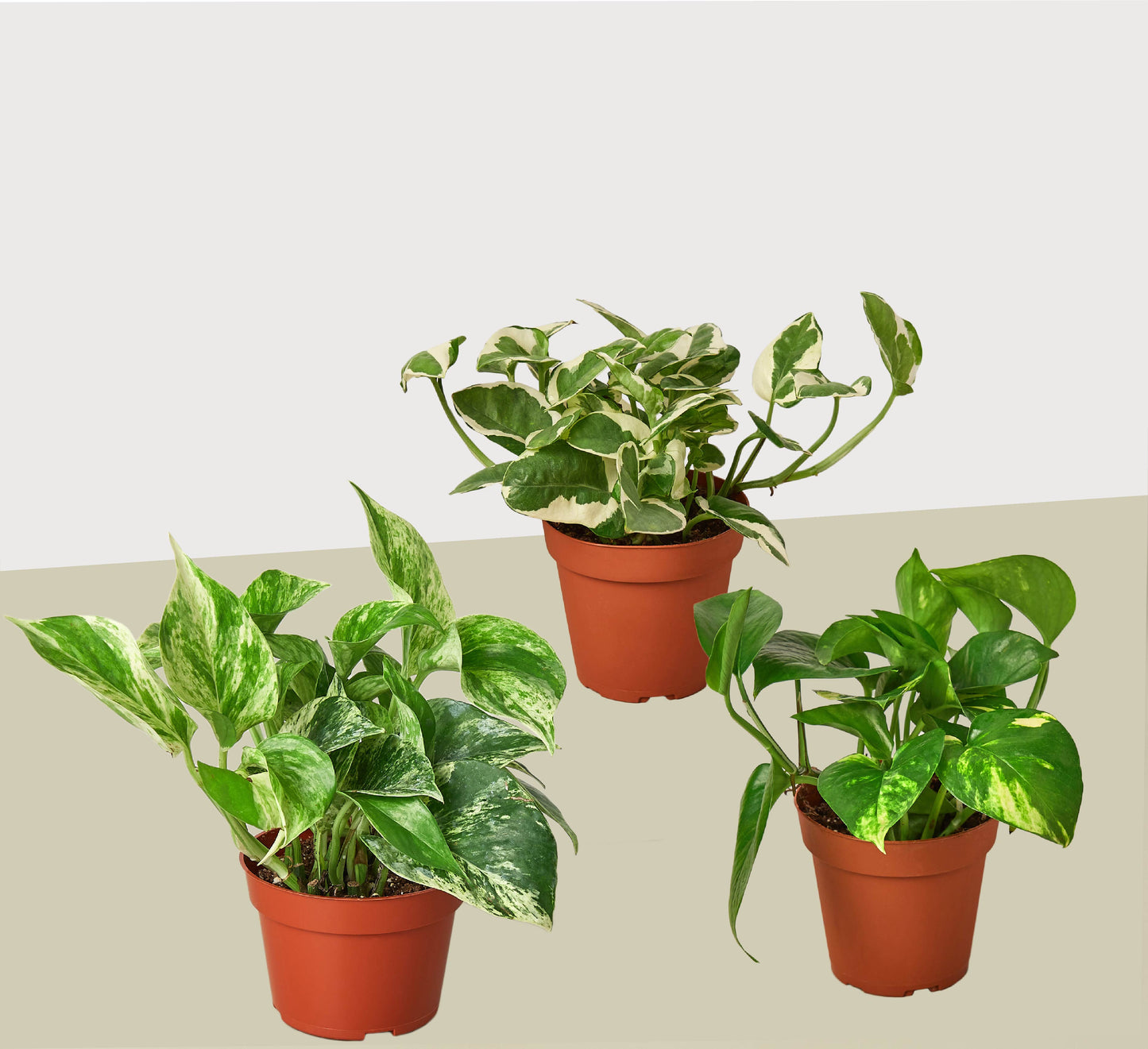 3 Pothos Variety Pack / 4" Pot / Live Plant / Home and Garden Plants | Cactus Clint