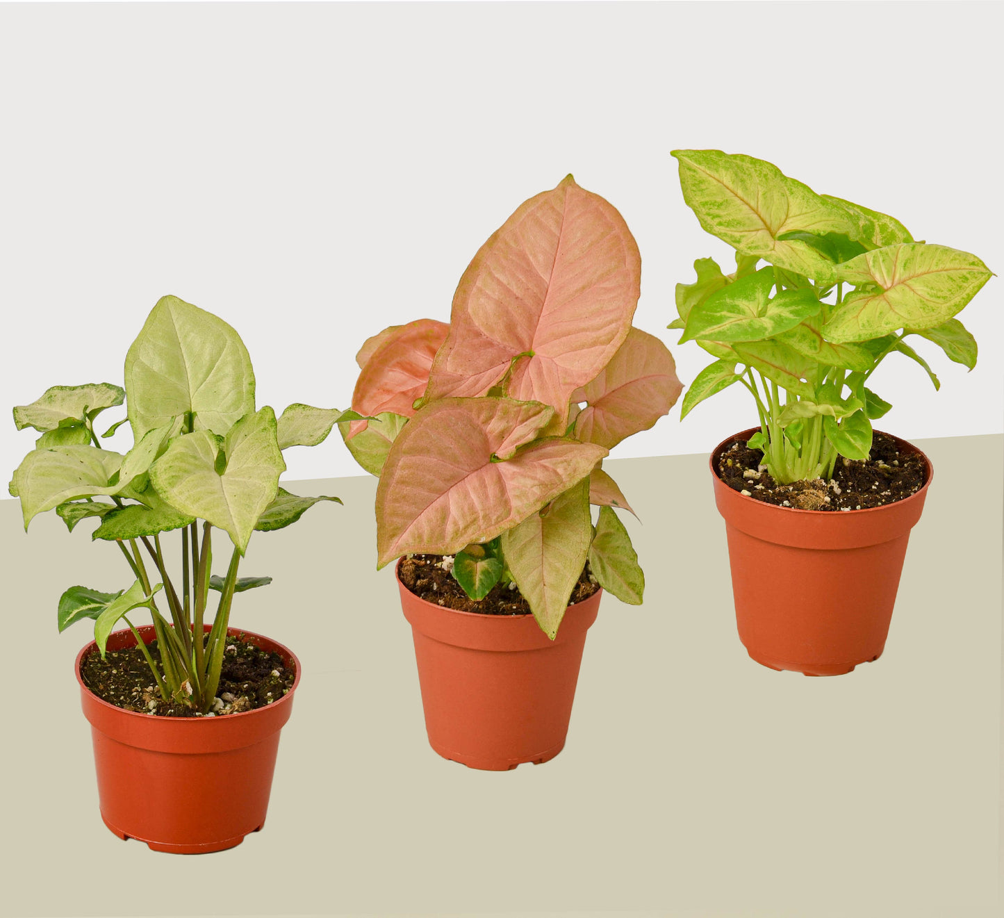 3 Different Syngonium Plants - Arrowhead Plants / 4" Pot / Live Plant | Cactus Clint