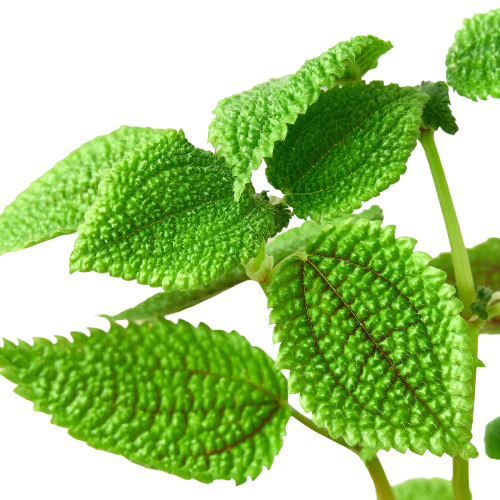 Pilea 'Moon Valley' - 4" Pot | Cactus Clint