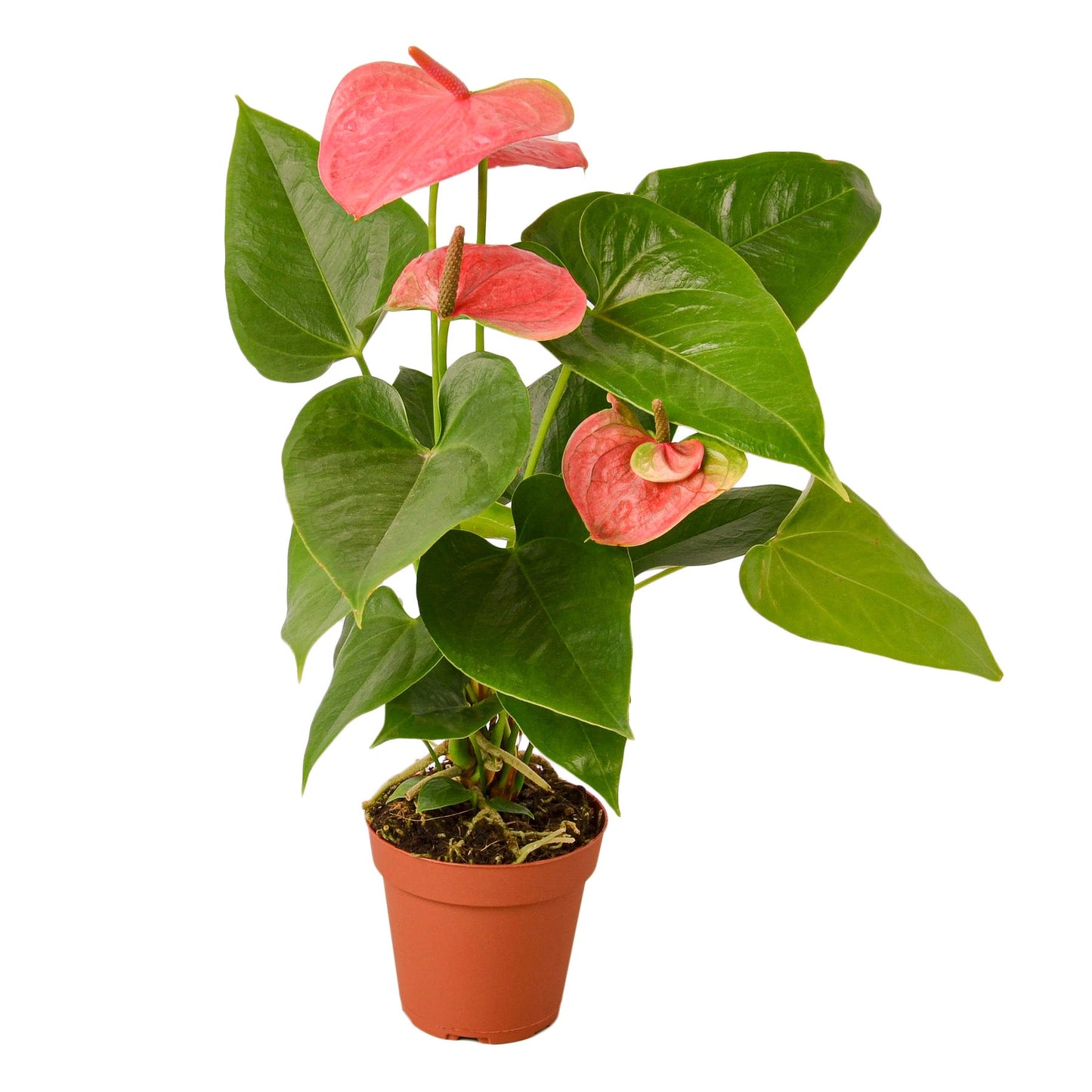 Anthurium 'Pink' | Cactus Clint