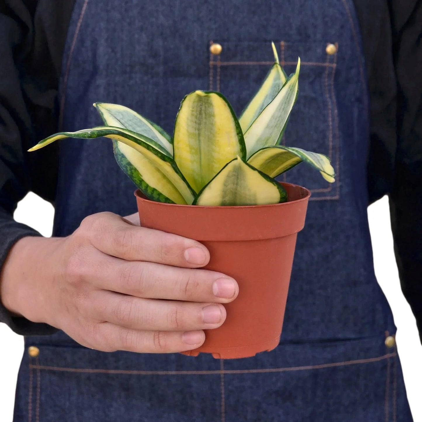 Snake Plant Gold Hahnii | Cactus Clint
