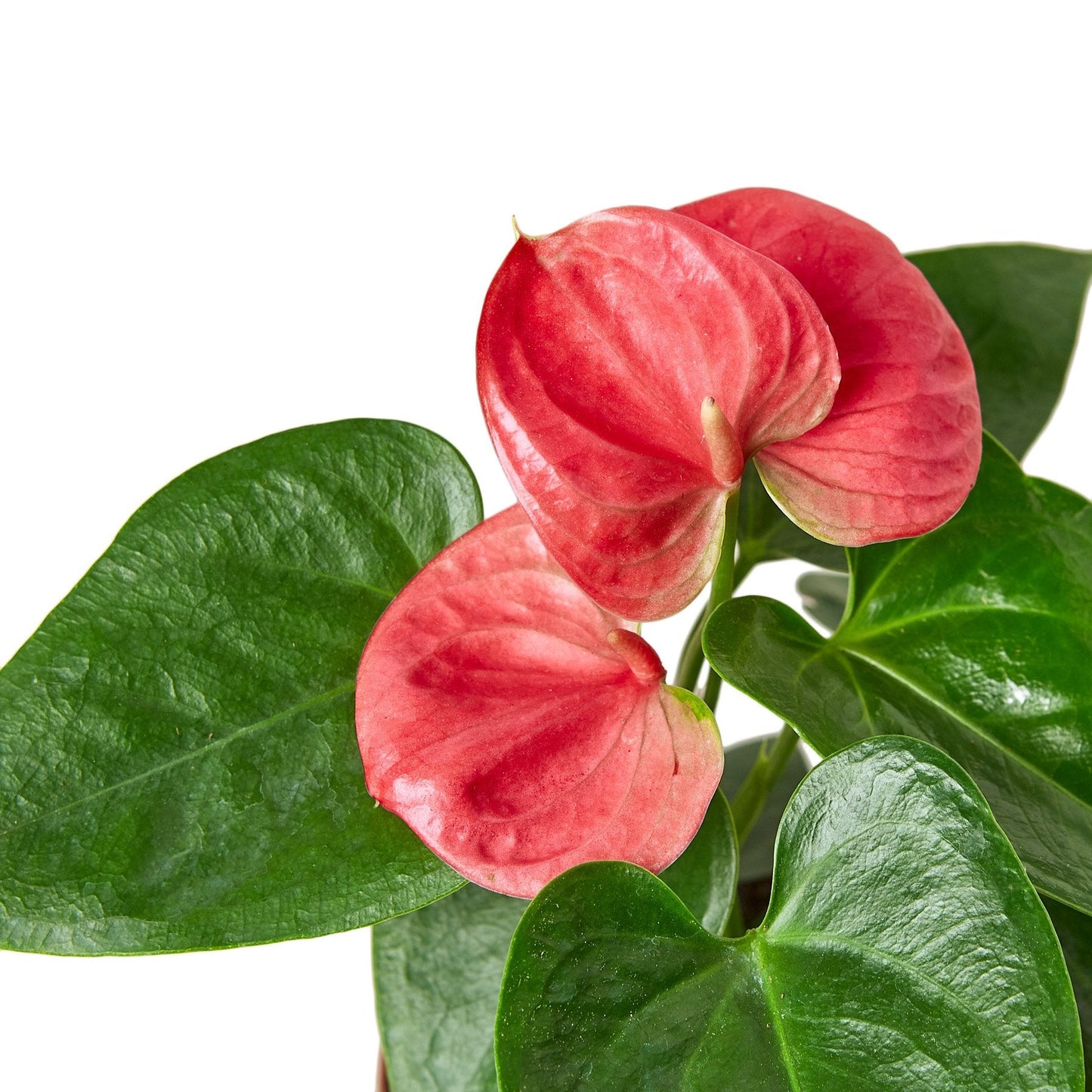 Anthurium 'Pink' | Cactus Clint