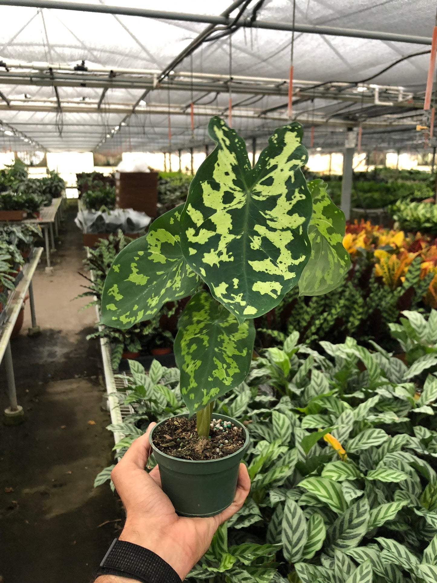Alocasia 'Hilo Beauty' | Cactus Clint