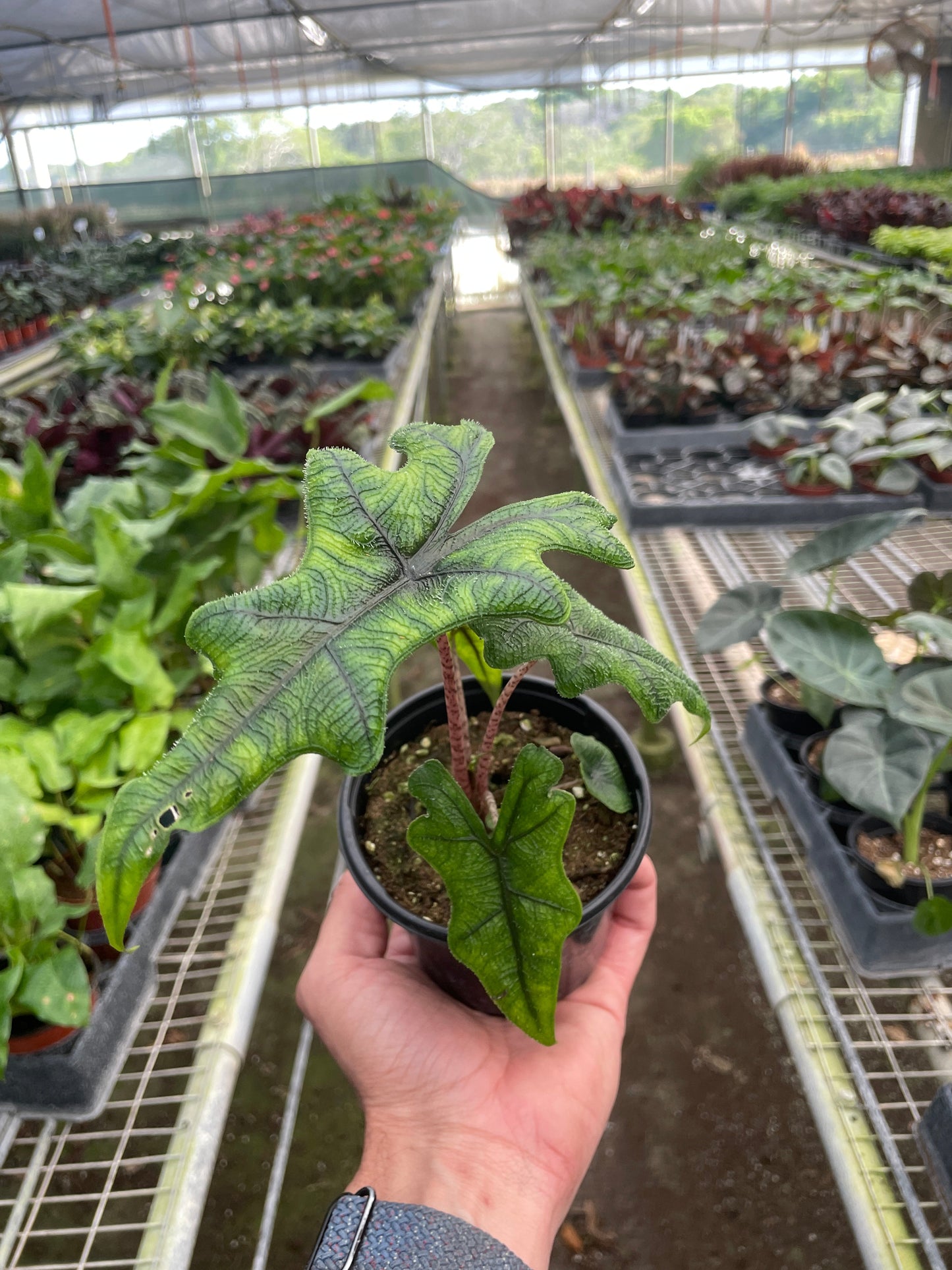 Alocasia 'Jacklyn' | Cactus Clint