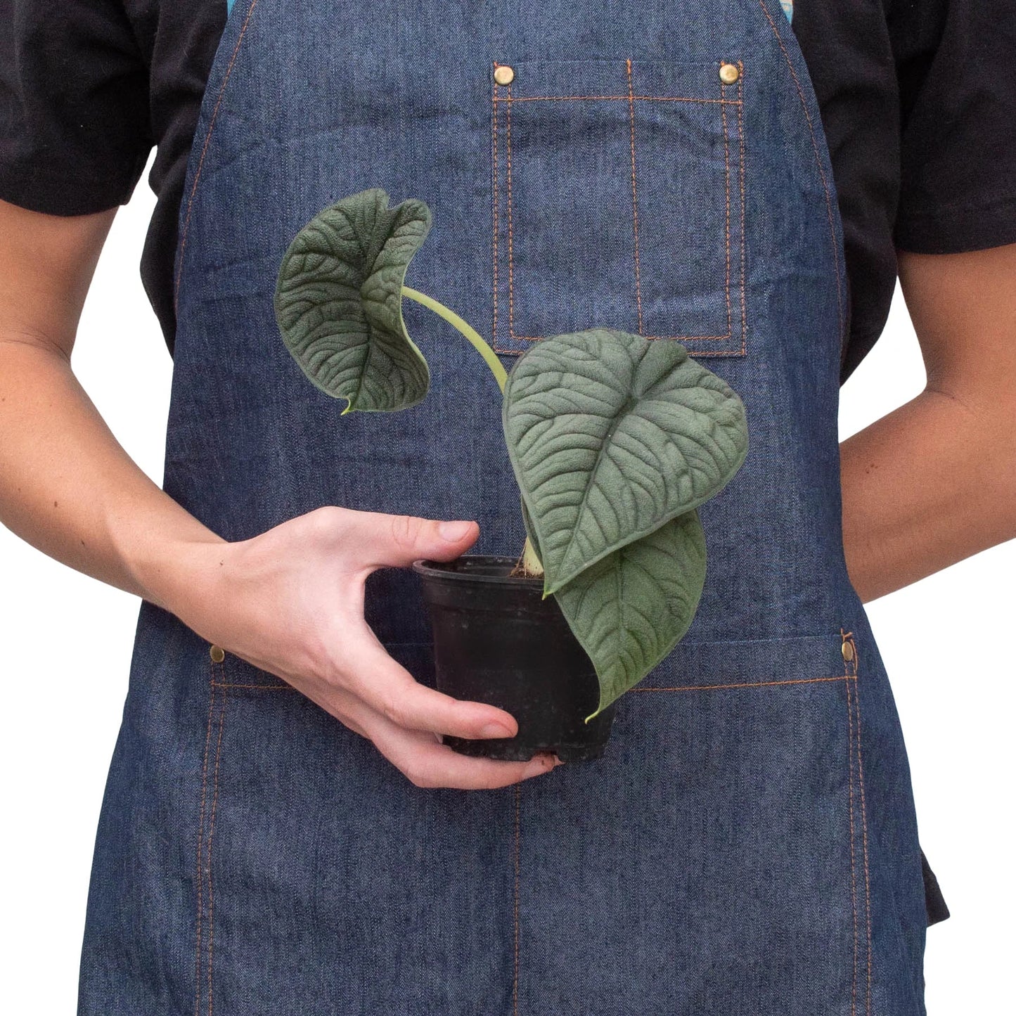 Alocasia 'Melo' | Cactus Clint