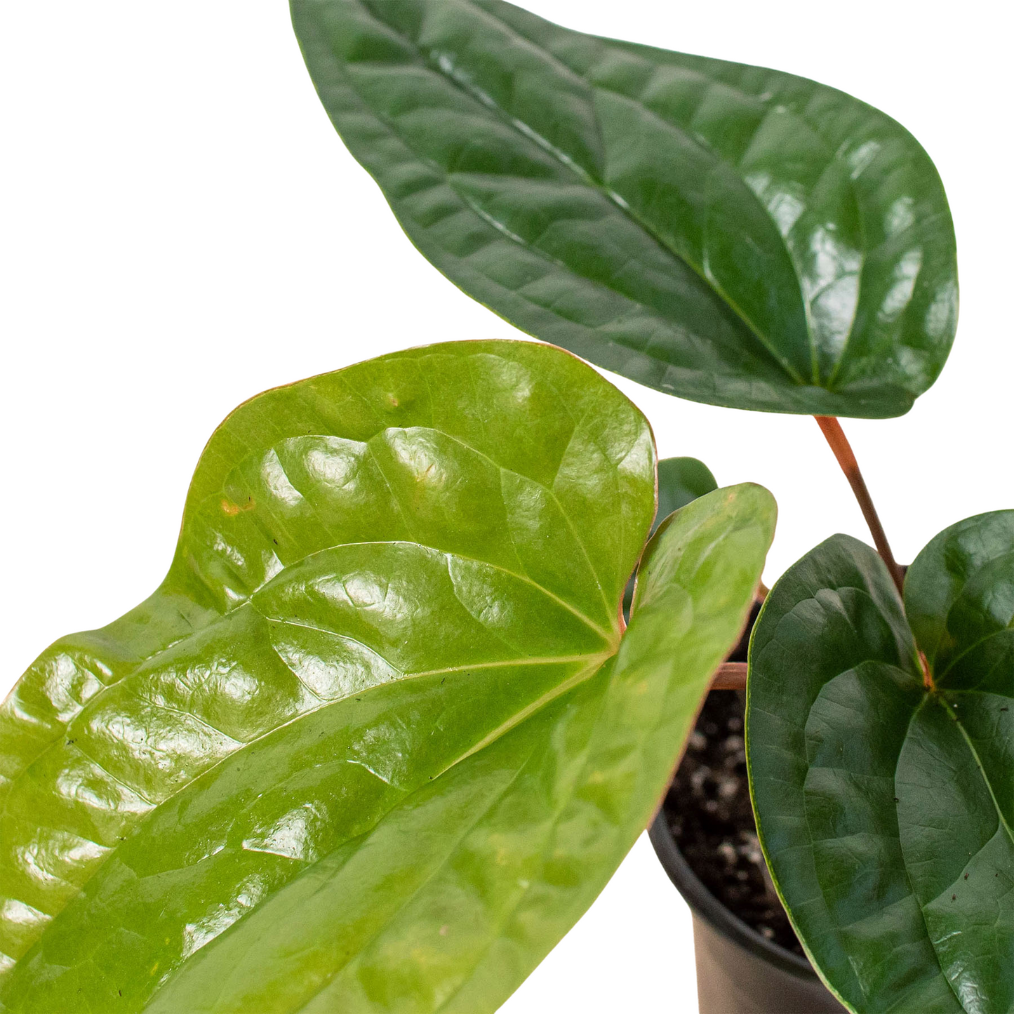 Anthurium 'Radicans x Luxurians' | Cactus Clint