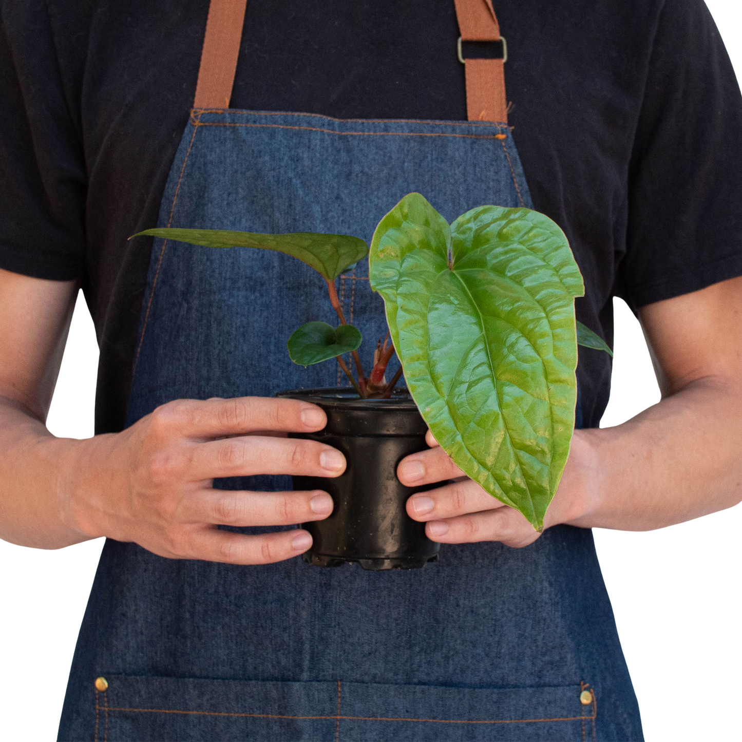 Anthurium 'Radicans x Luxurians' | Cactus Clint