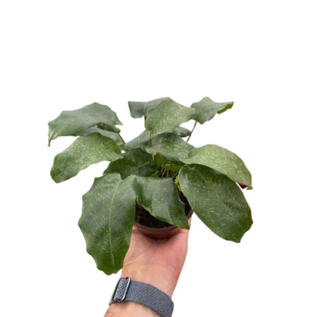 Calathea 'Musaica' | Cactus Clint