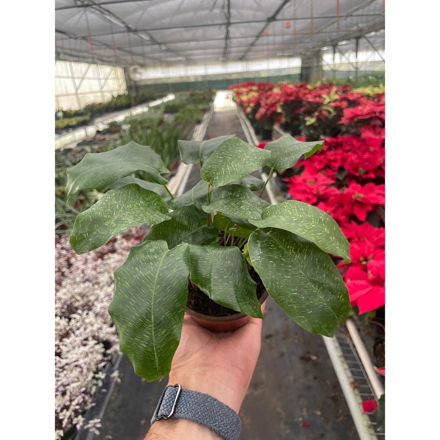 Calathea 'Musaica' | Cactus Clint