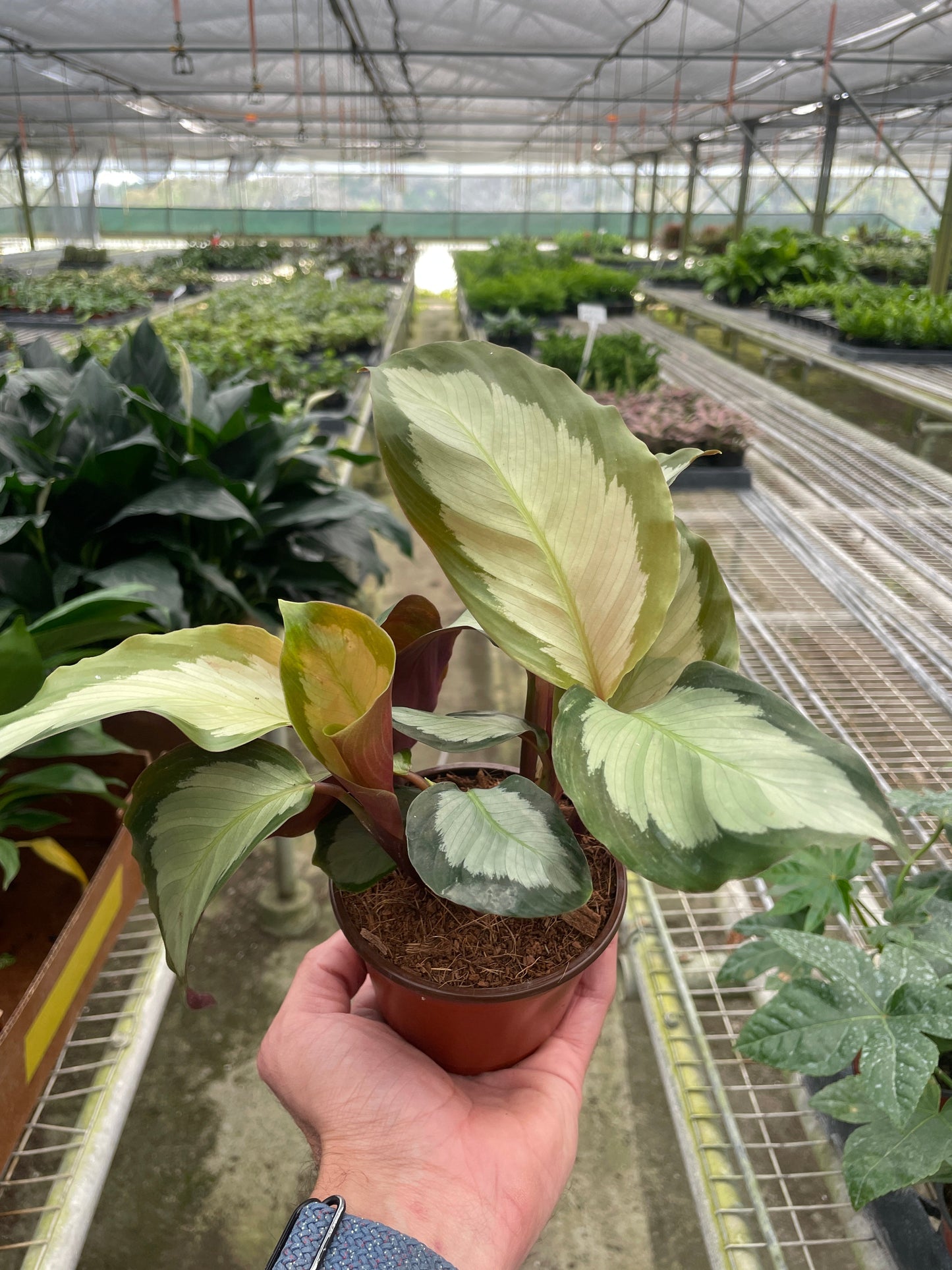 Calathea 'Picturata' | Cactus Clint