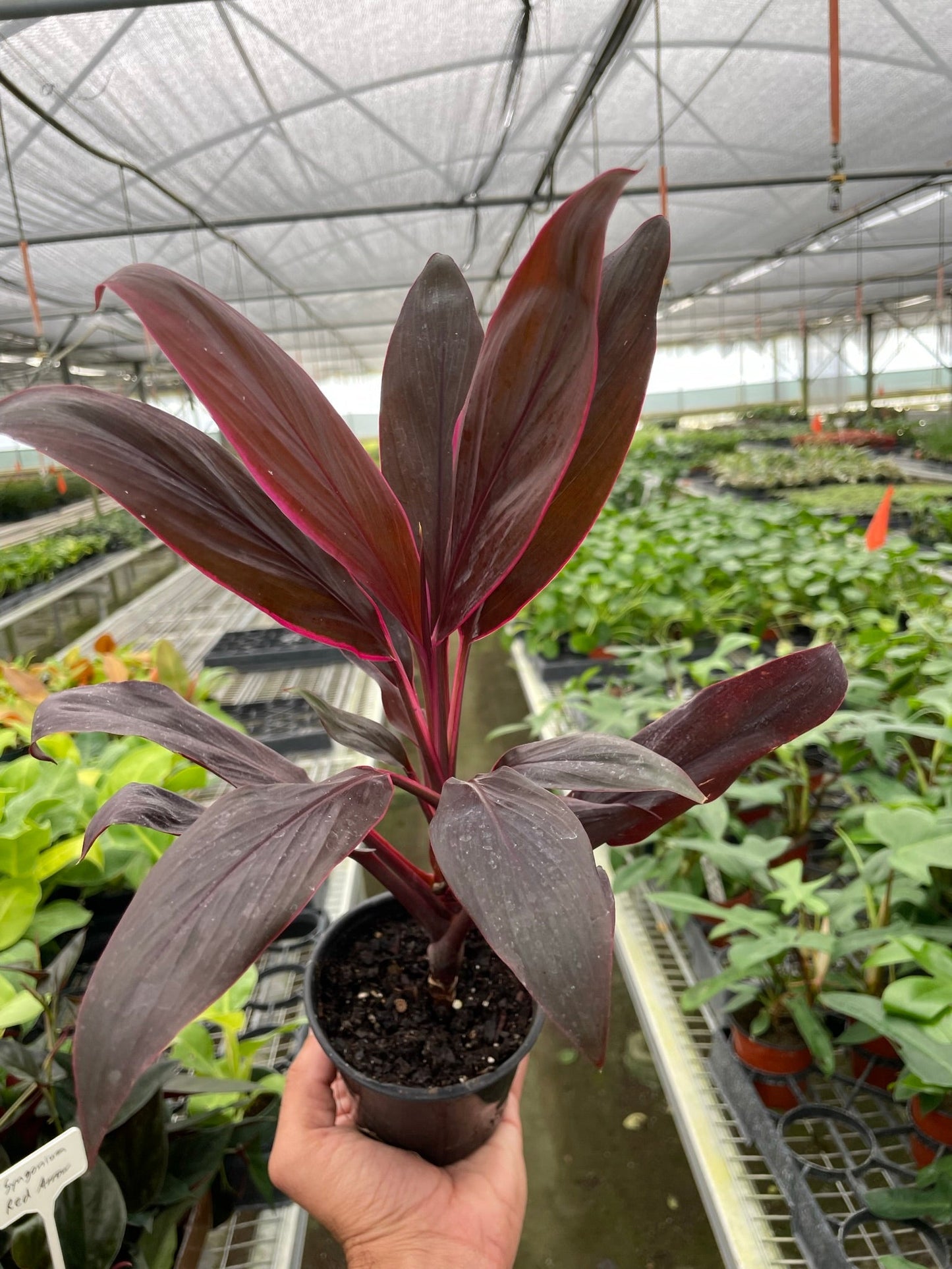 Cordyline 'Calypso Queen' | Cactus Clint