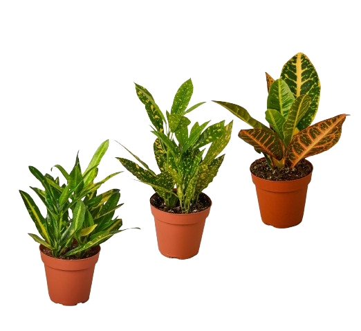 3 Croton Variety Pack / 4" Pot / Live Plant / House Plant | Cactus Clint
