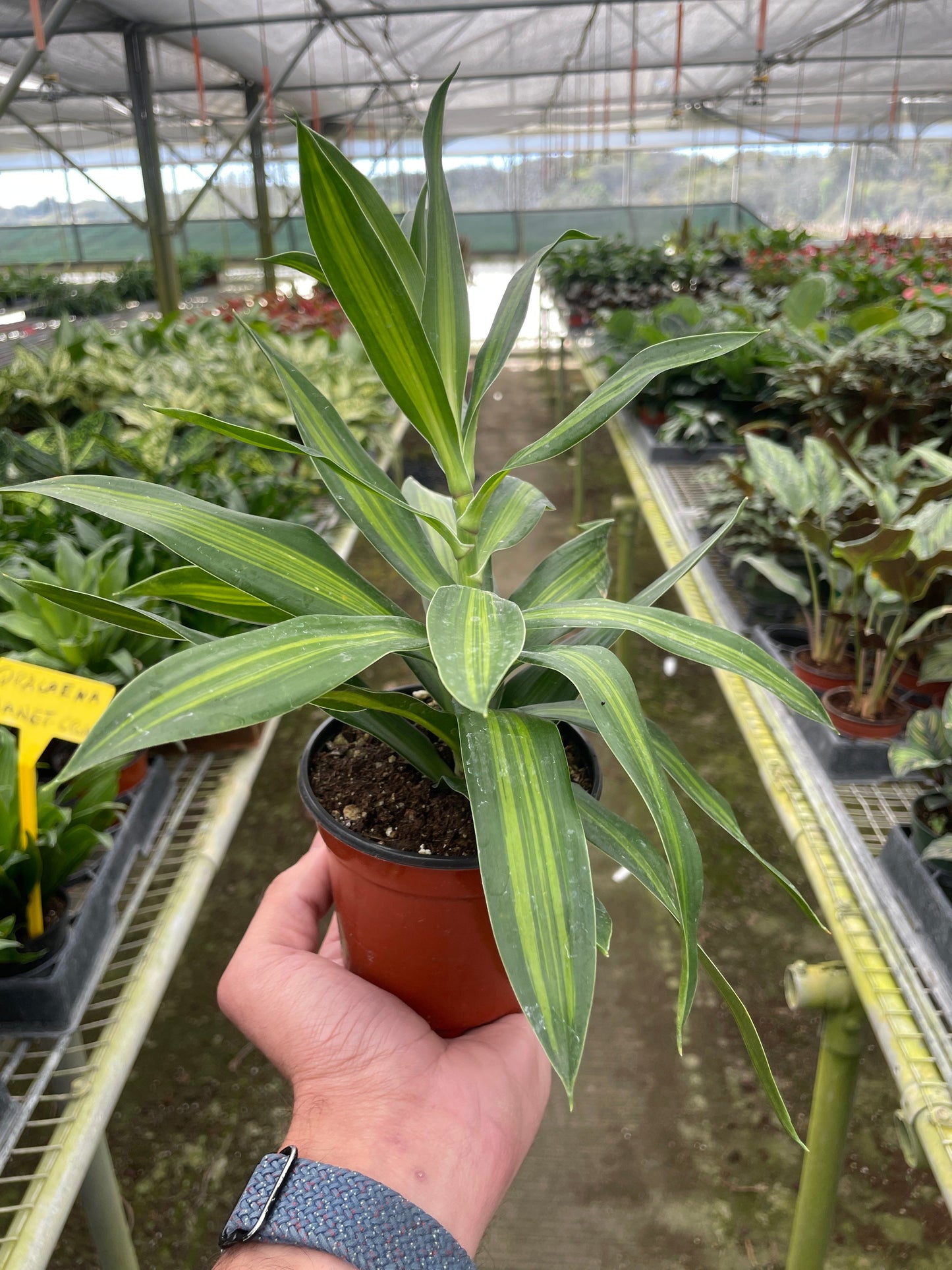 Dracaena 'Song of Jamaica' | Cactus Clint