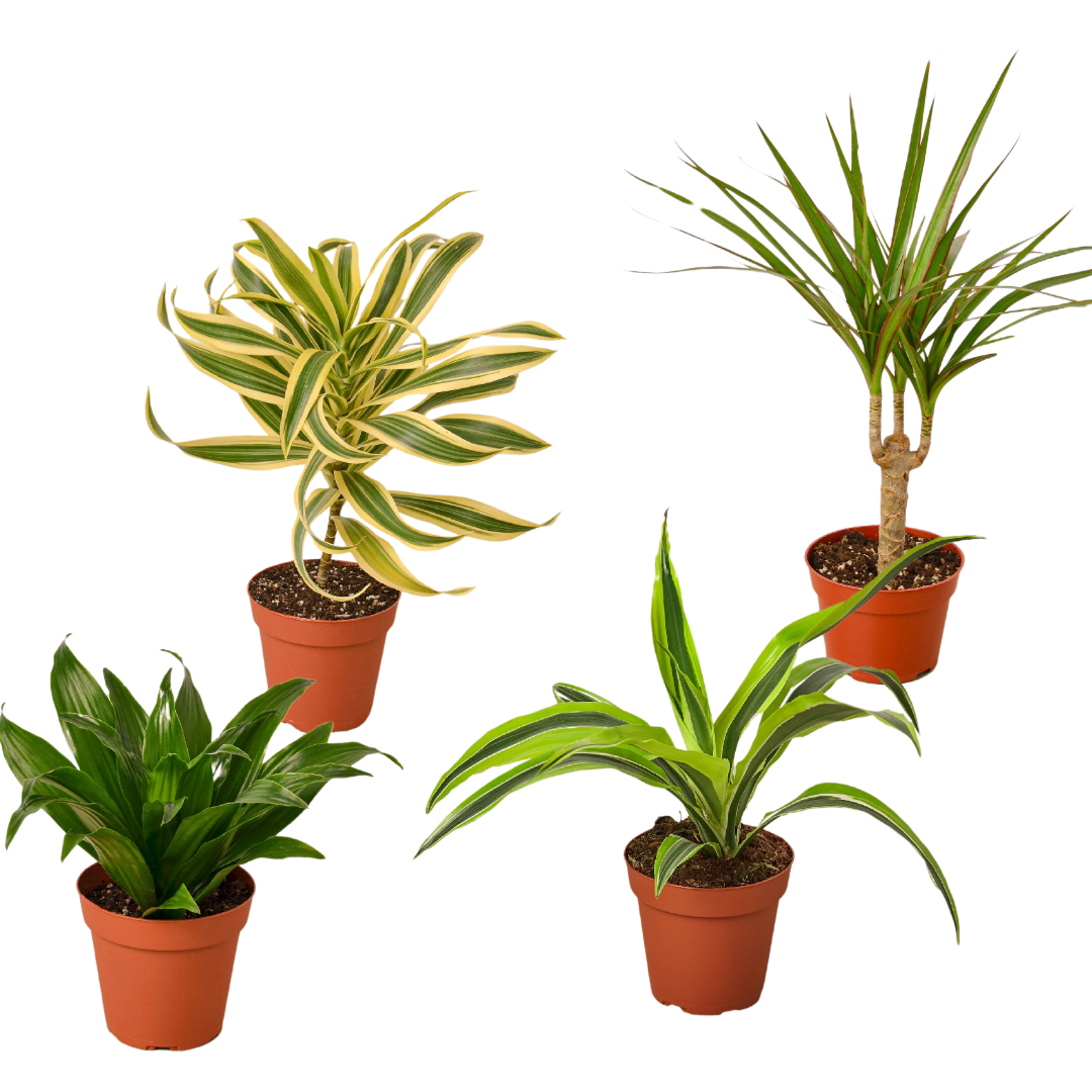 4 Different Dracaenas Variety Pack - Live House Plant - FREE Care Guide - 4" Pot | Cactus Clint
