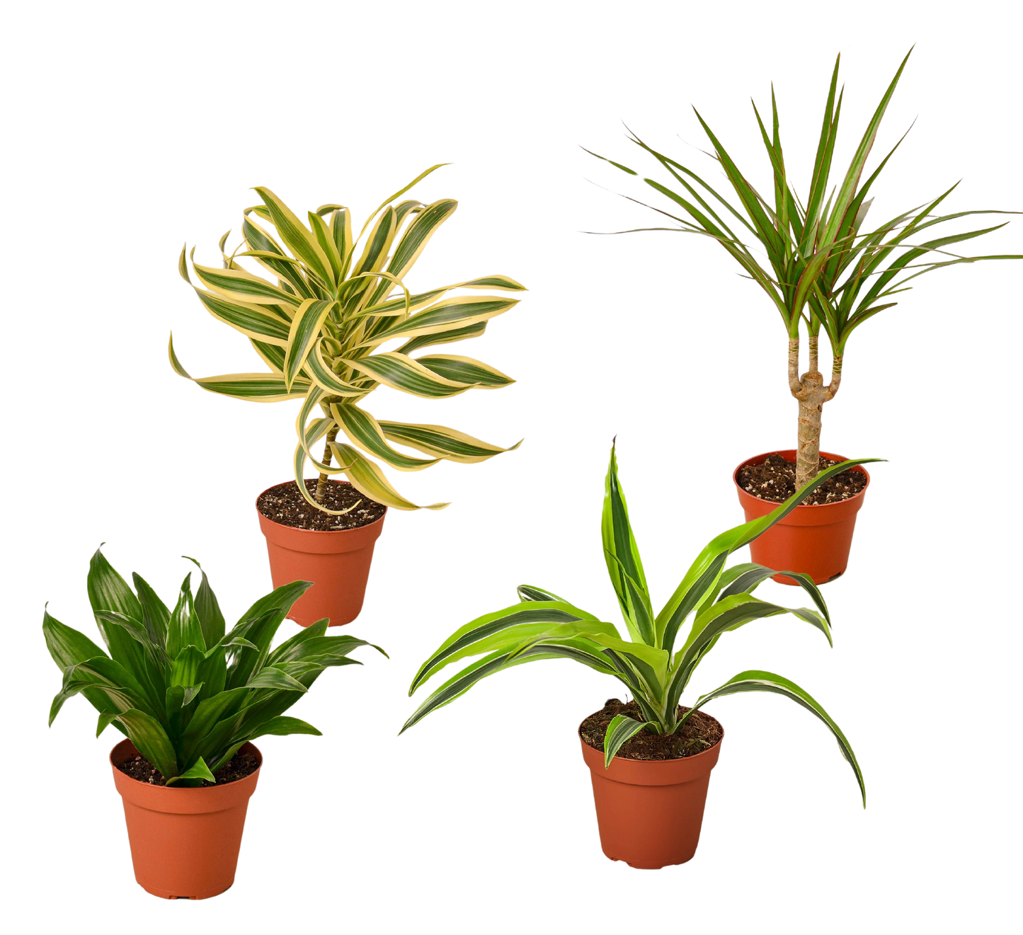 4 Different Dracaenas Variety Pack - Live House Plant - FREE Care Guide - 4" Pot | Cactus Clint