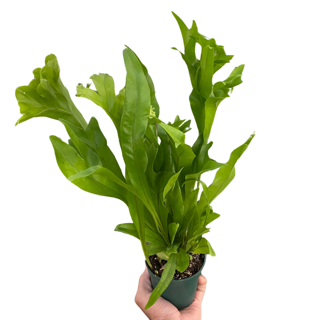 Fern 'Green Flame' | Cactus Clint