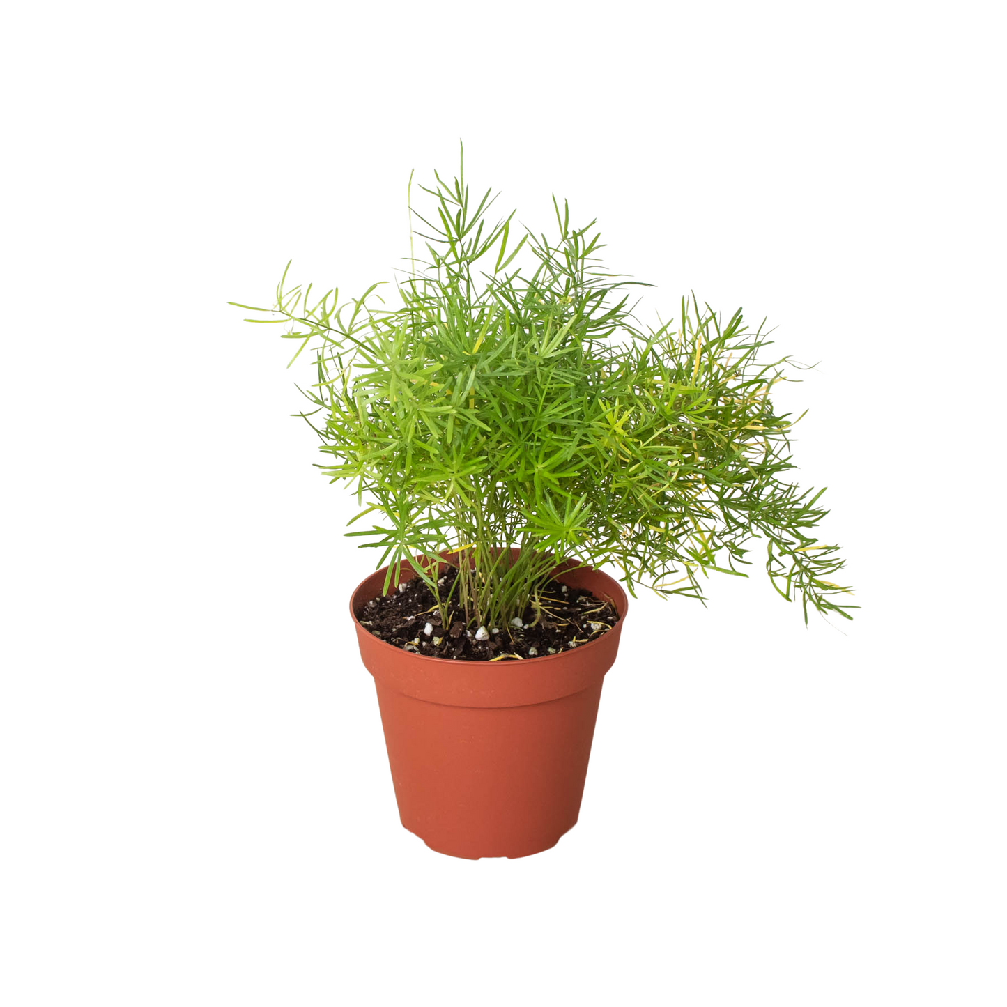 Fern 'Sprengeri' | Cactus Clint