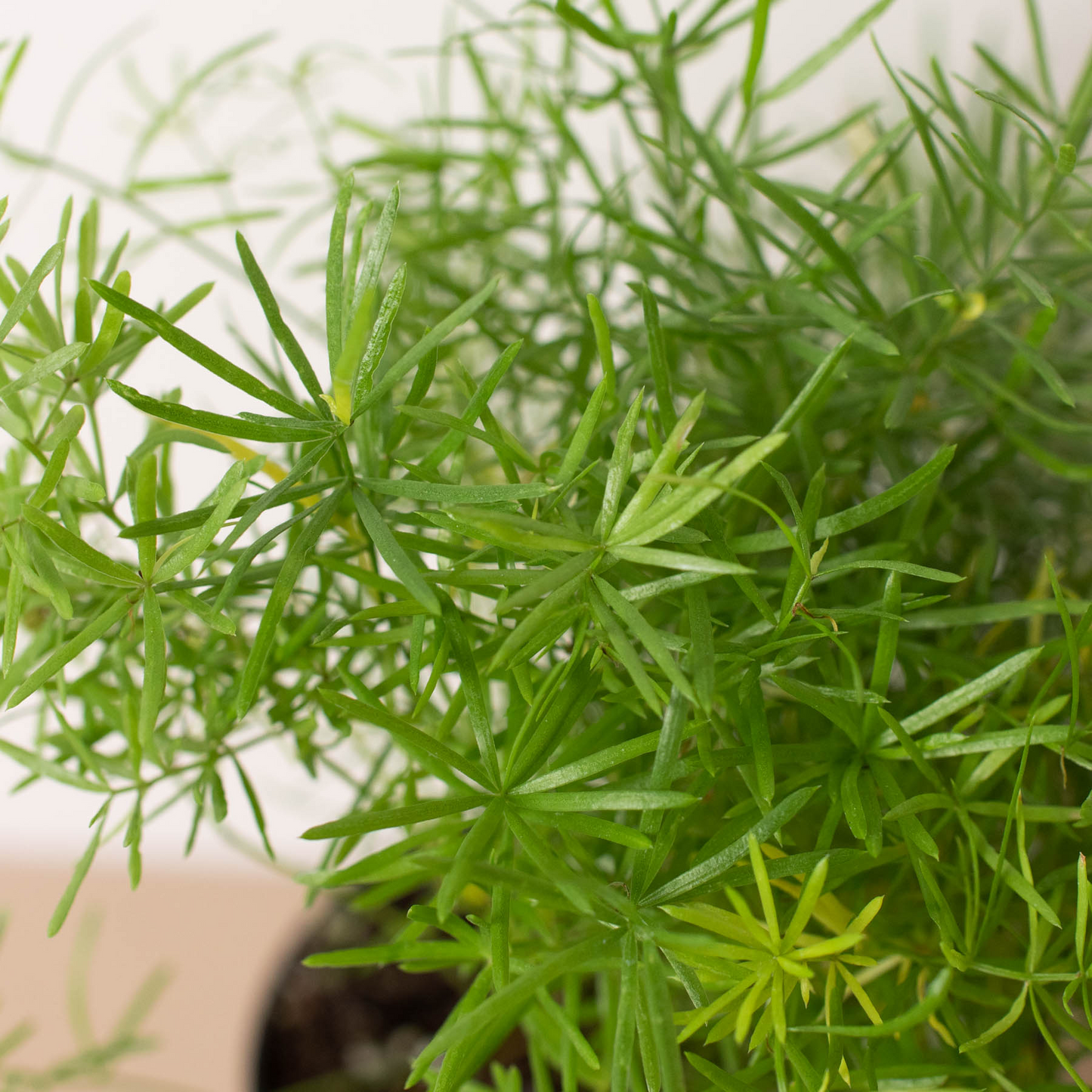 Fern 'Sprengeri' | Cactus Clint