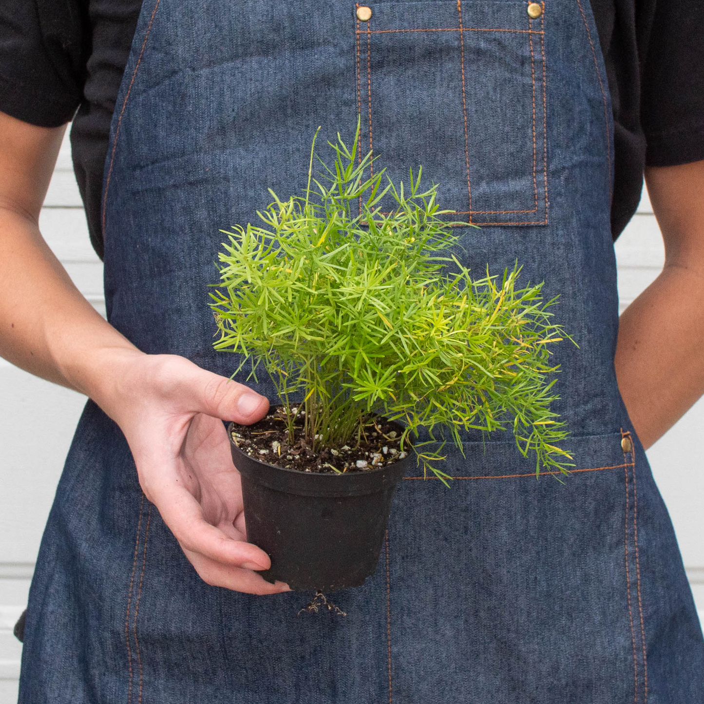 Fern 'Sprengeri' | Cactus Clint