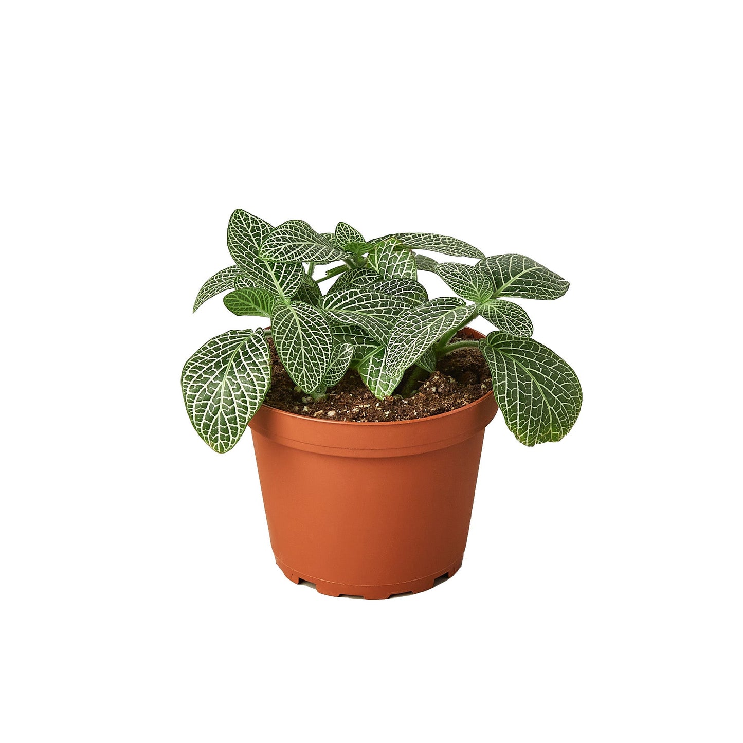 Fittonia 'White Nerve Plant' | Cactus Clint