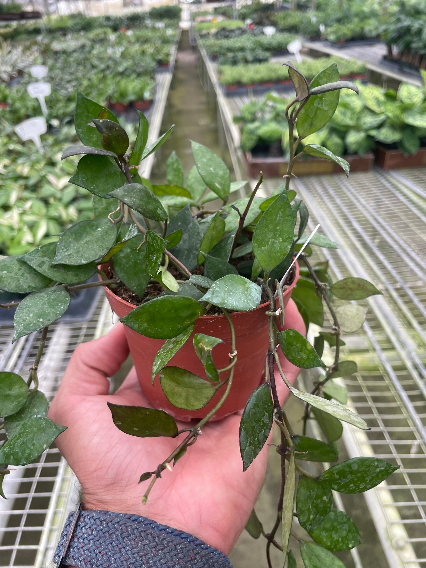 Hoya Krohniana Black | Cactus Clint