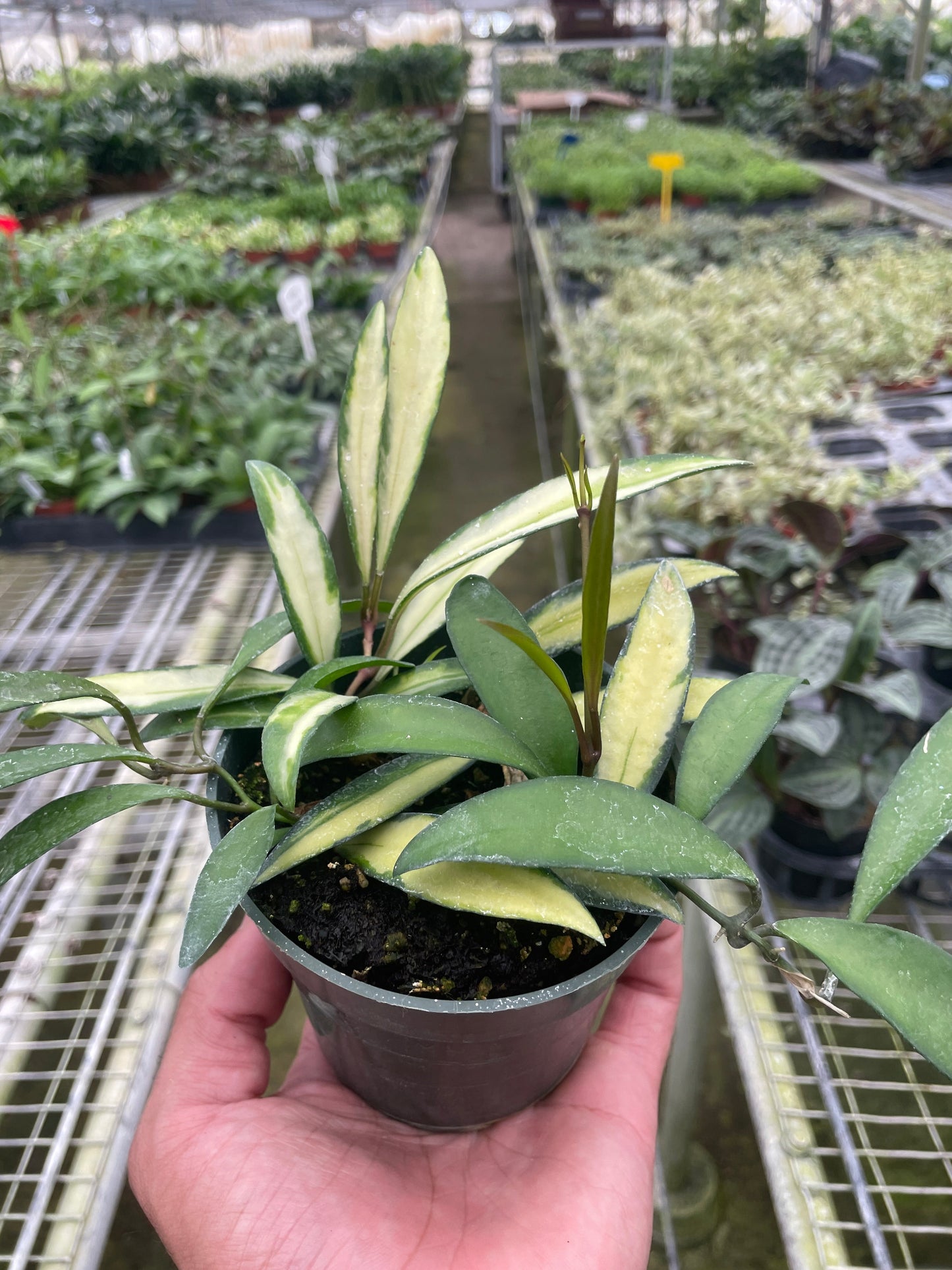 Hoya Wayetii Variegated | Cactus Clint