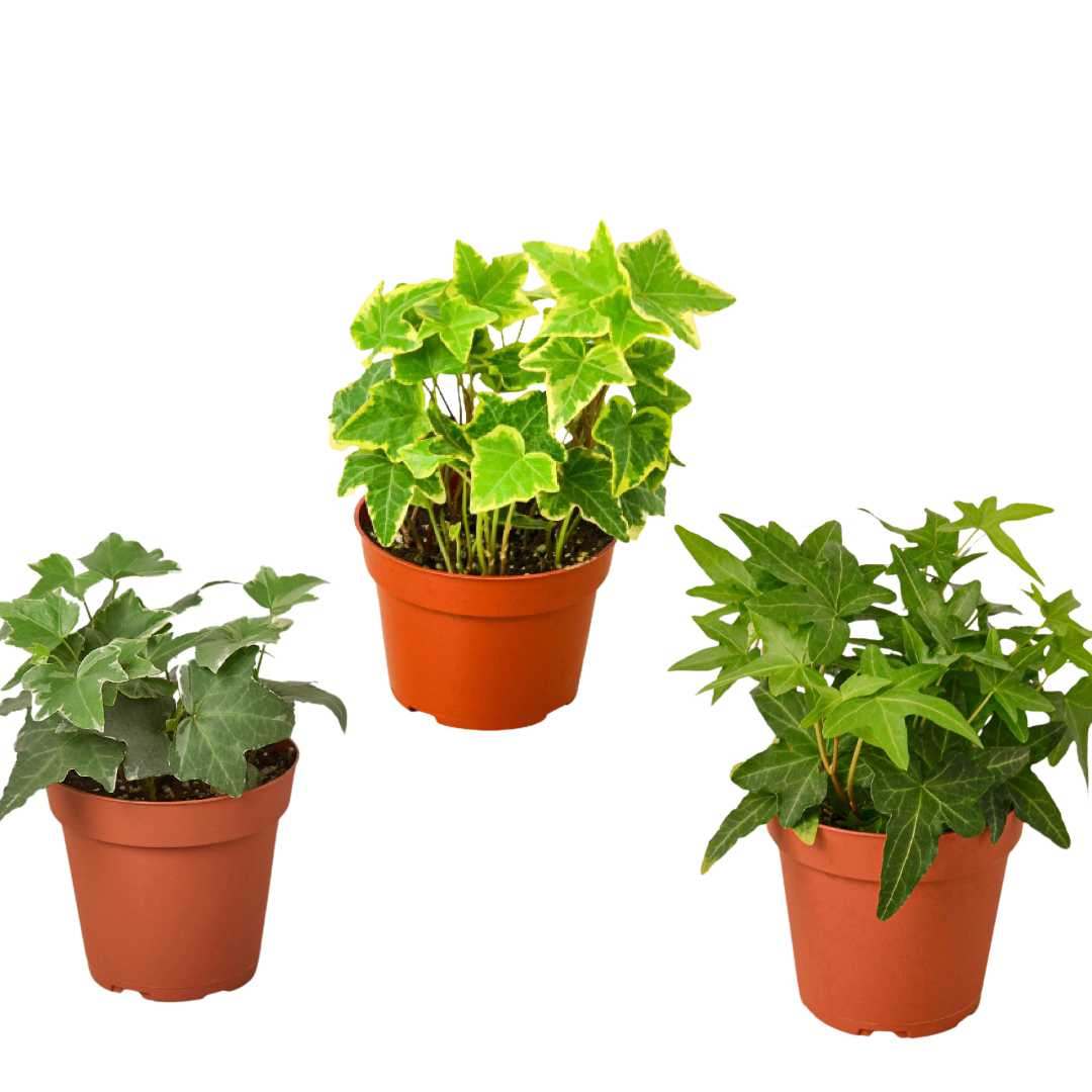 3 Different English Ivy Plants - 4" Pot - Live House Plant | Cactus Clint