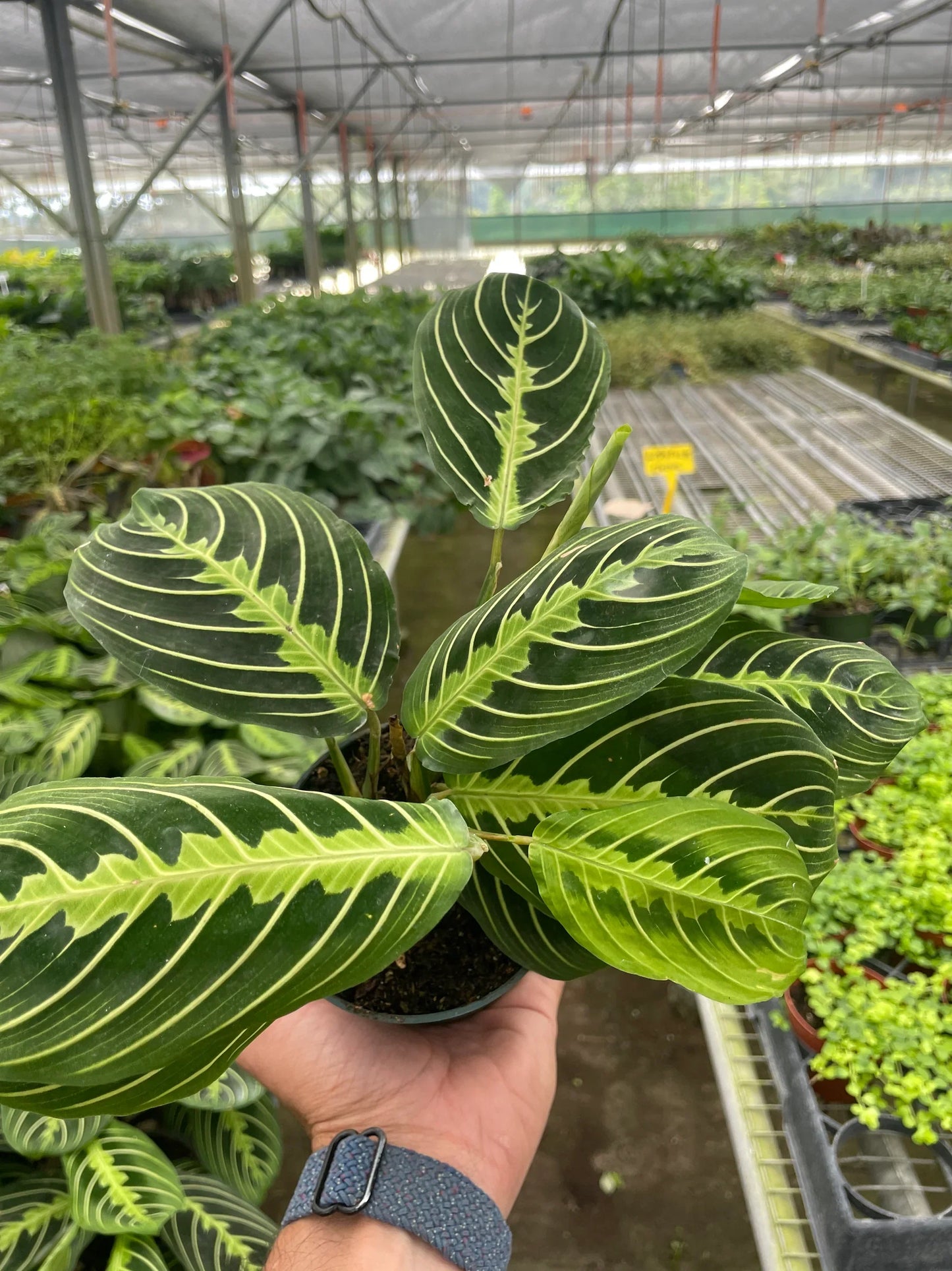 Maranta 'Lemon Lime' | Cactus Clint