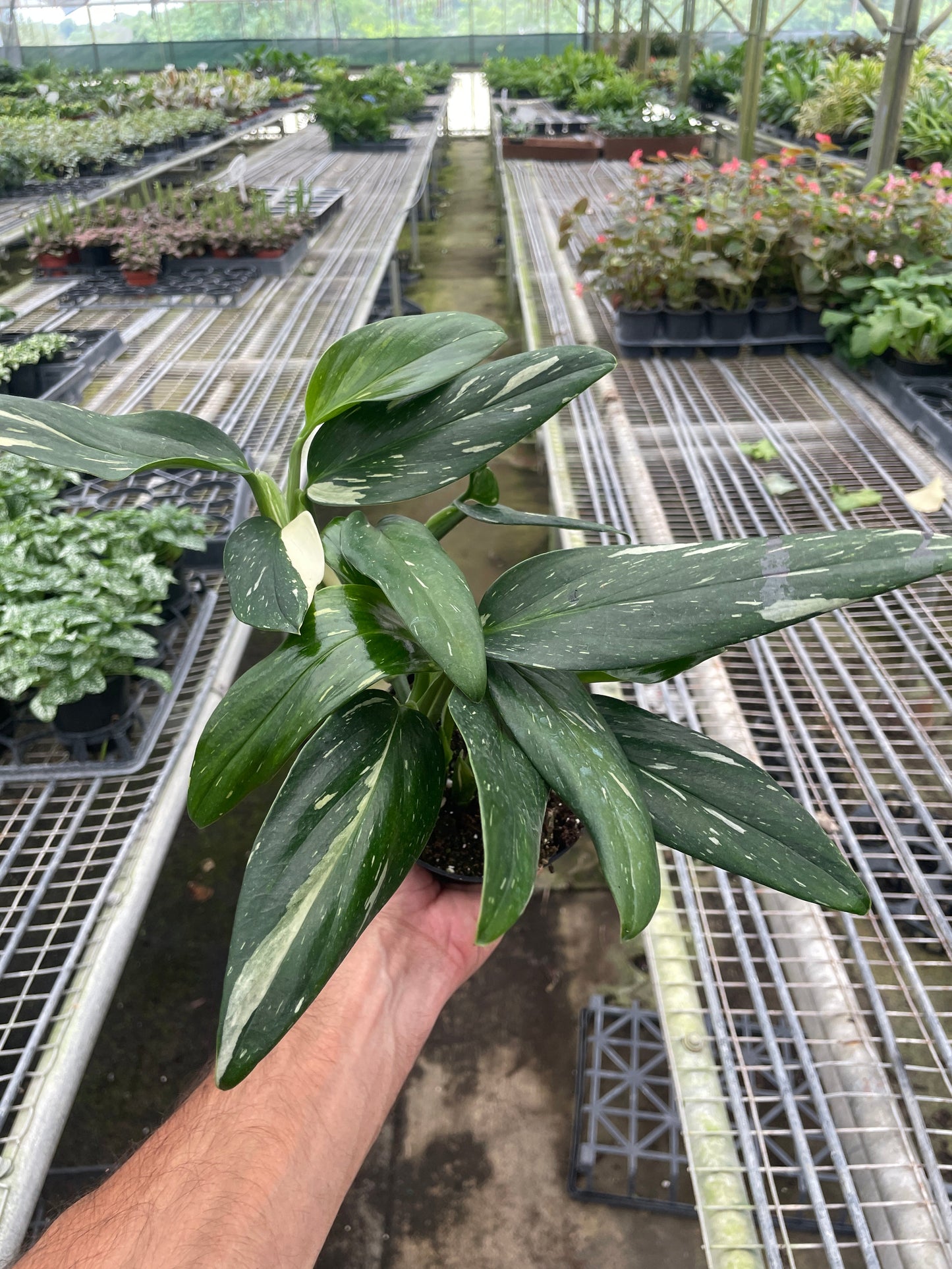 Monstera 'Standeleyana Albo Variegated' | Cactus Clint