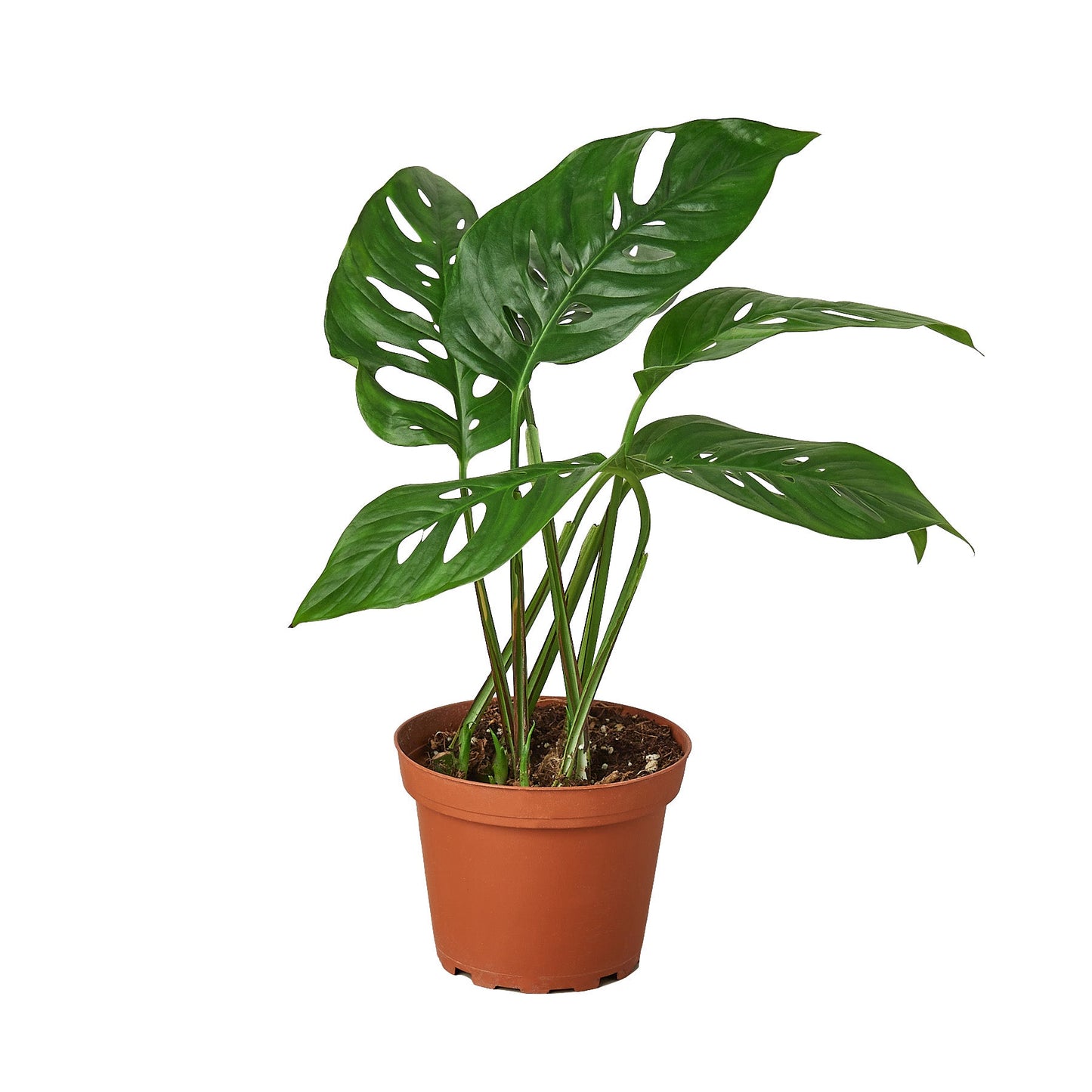 Monstera Adansonii 'Swiss Cheese' | Cactus Clint