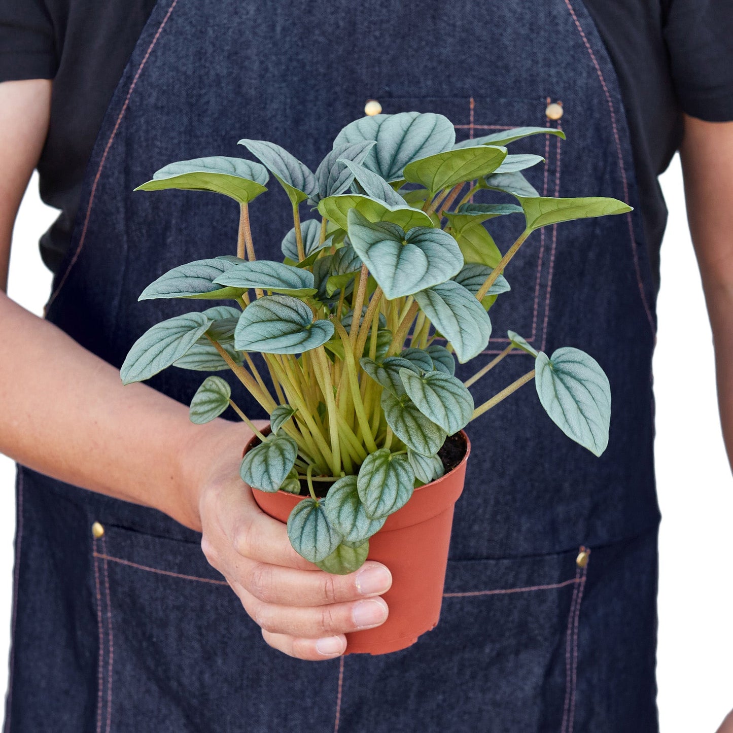 Peperomia 'Frost' | Cactus Clint