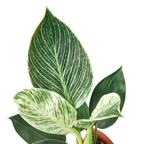 Philodendron 'Birkin' | Cactus Clint