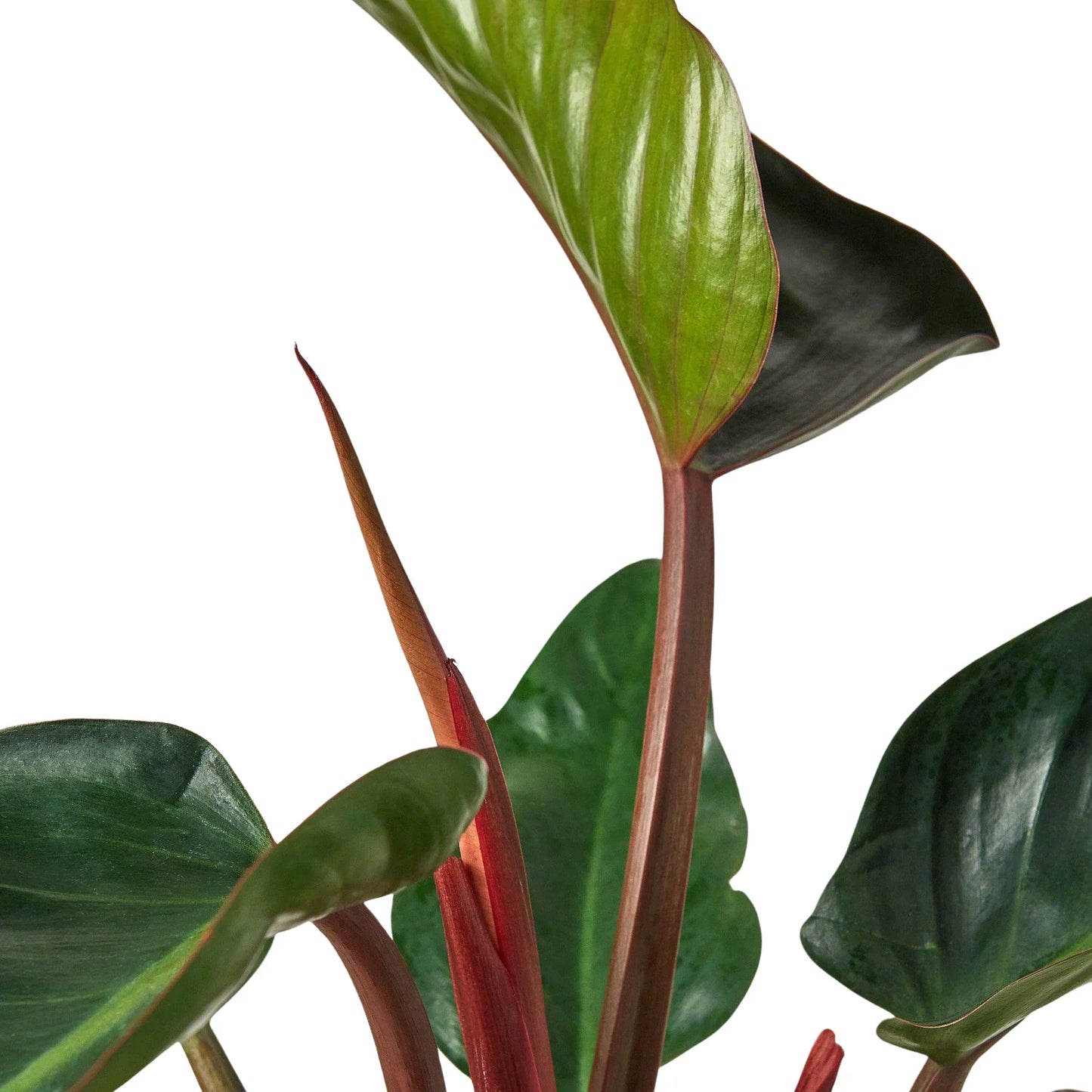 Philodendron 'Congo Rojo' | Cactus Clint