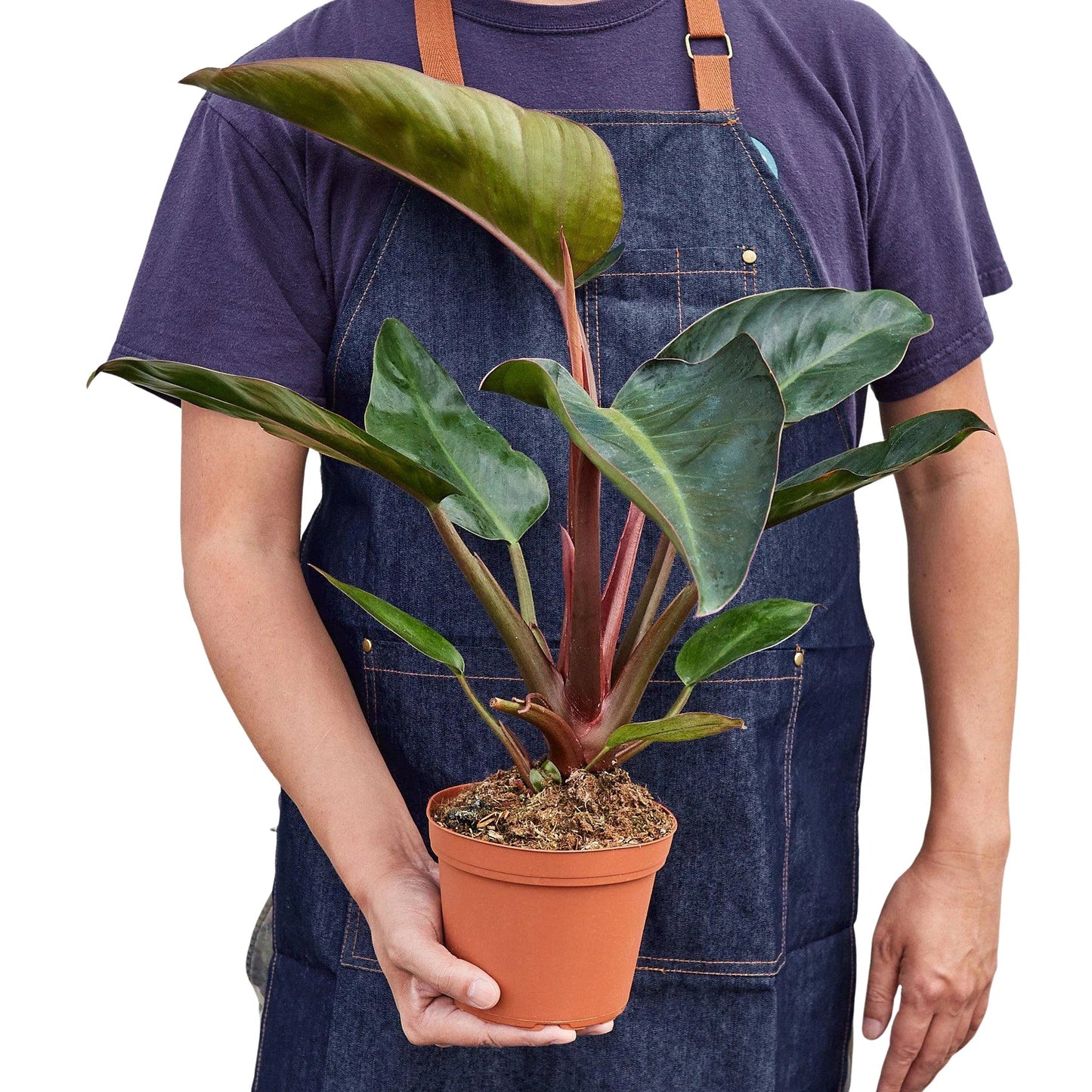 Philodendron 'Congo Rojo' | Cactus Clint