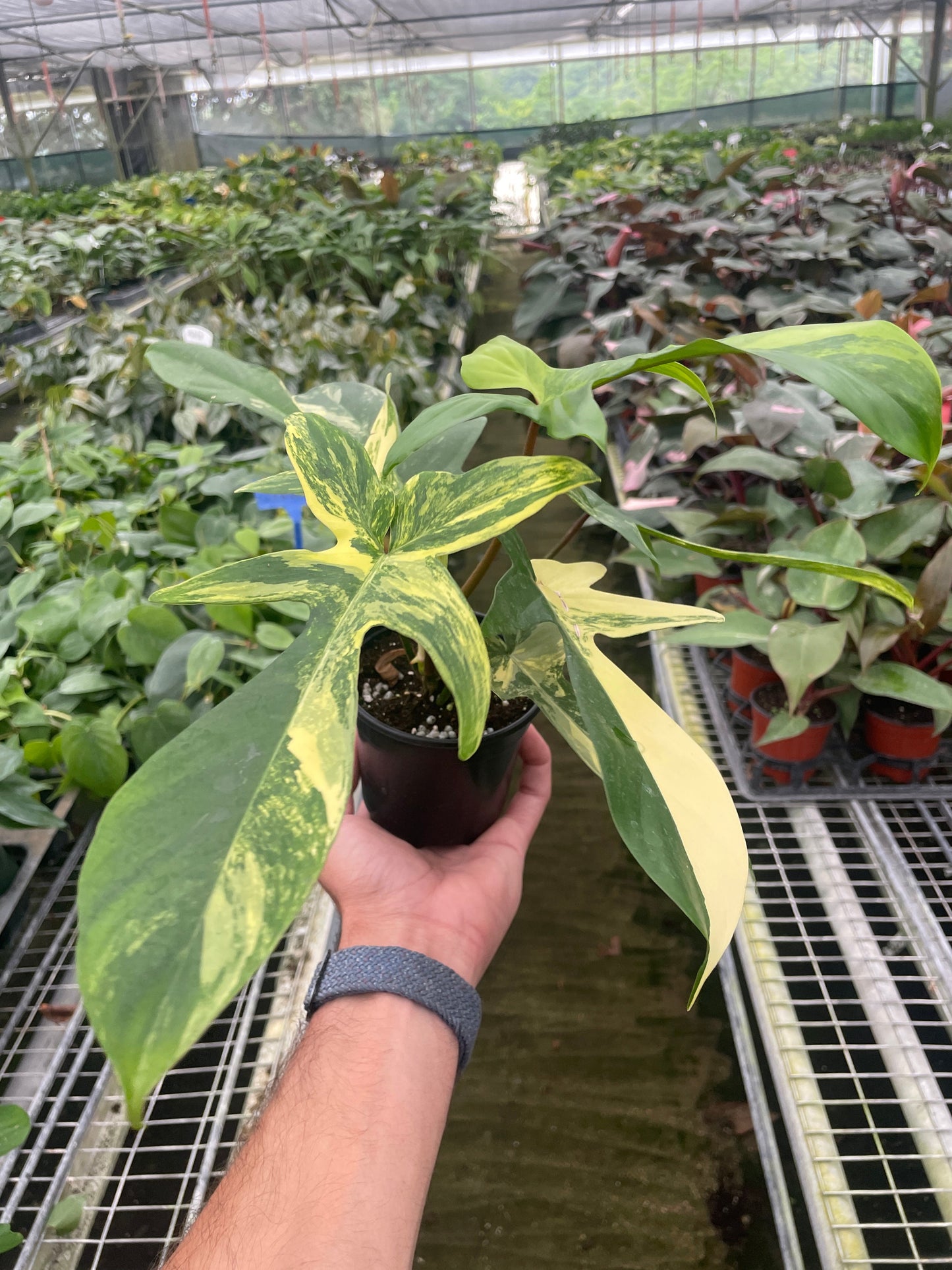 Philodendron Florida Beauty Variegated | Cactus Clint