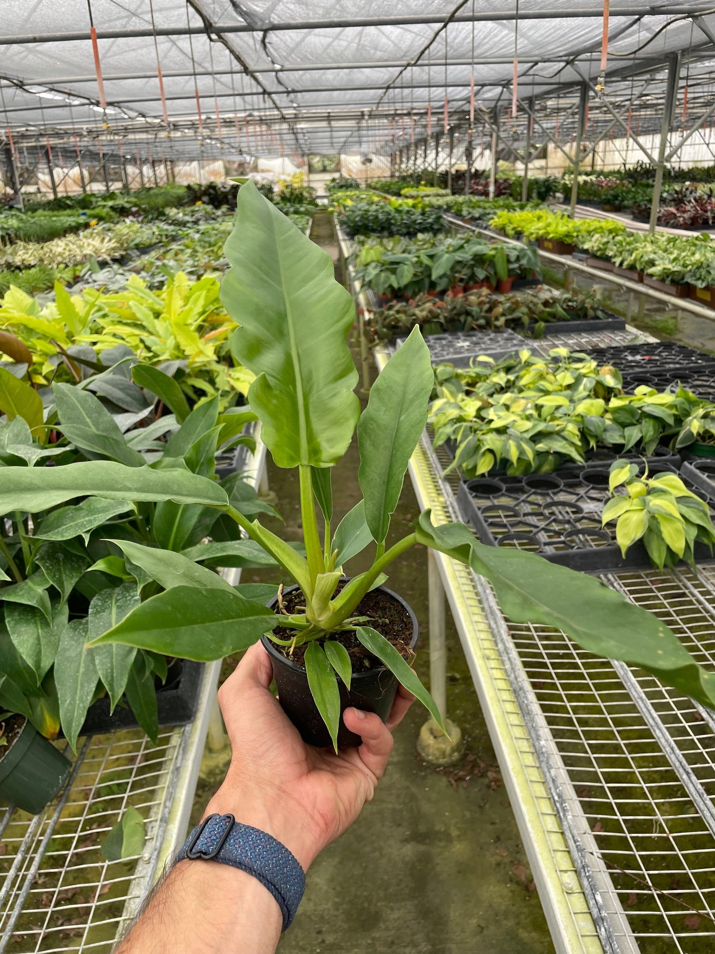 Philodendron 'Jungle Boogie' | Cactus Clint