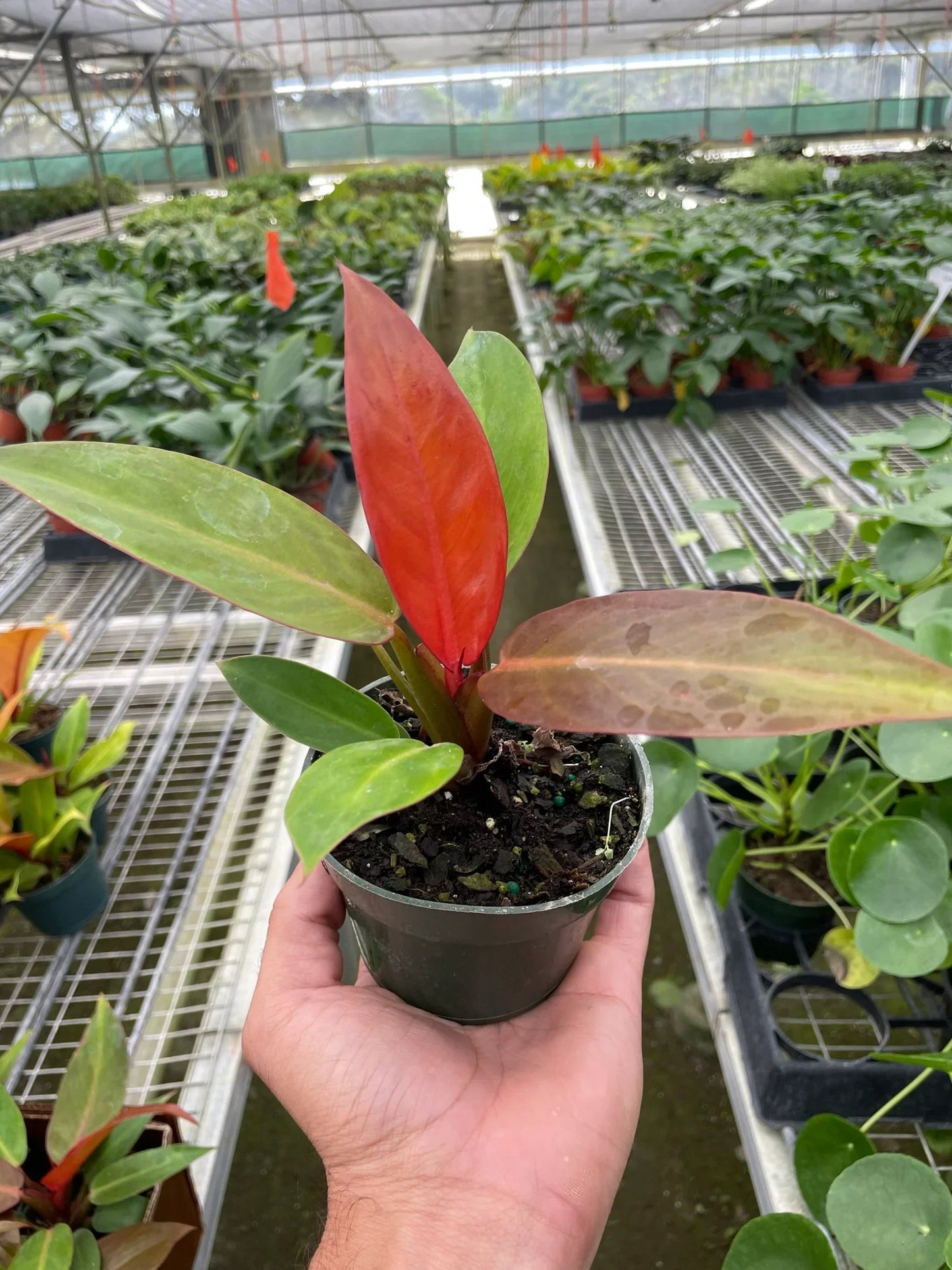 Philodendron 'Sun Red' | Cactus Clint