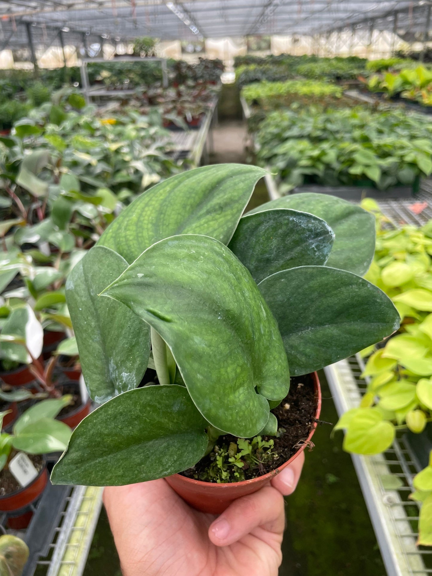 Pothos Jade Satin | Cactus Clint