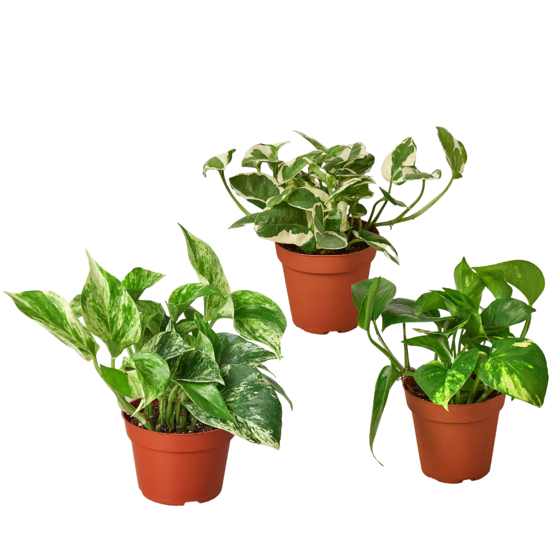 3 Pothos Variety Pack / 4" Pot / Live Plant / Home and Garden Plants | Cactus Clint