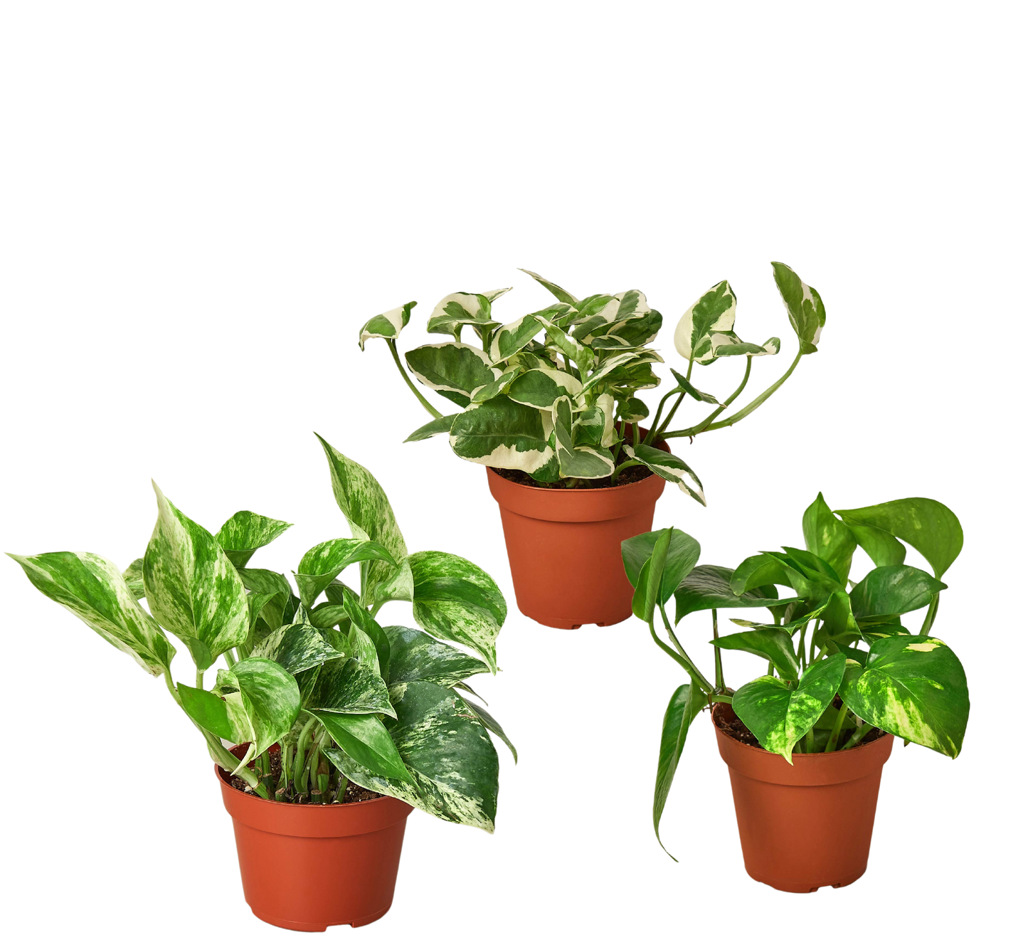 3 Pothos Variety Pack / 4" Pot / Live Plant / Home and Garden Plants | Cactus Clint